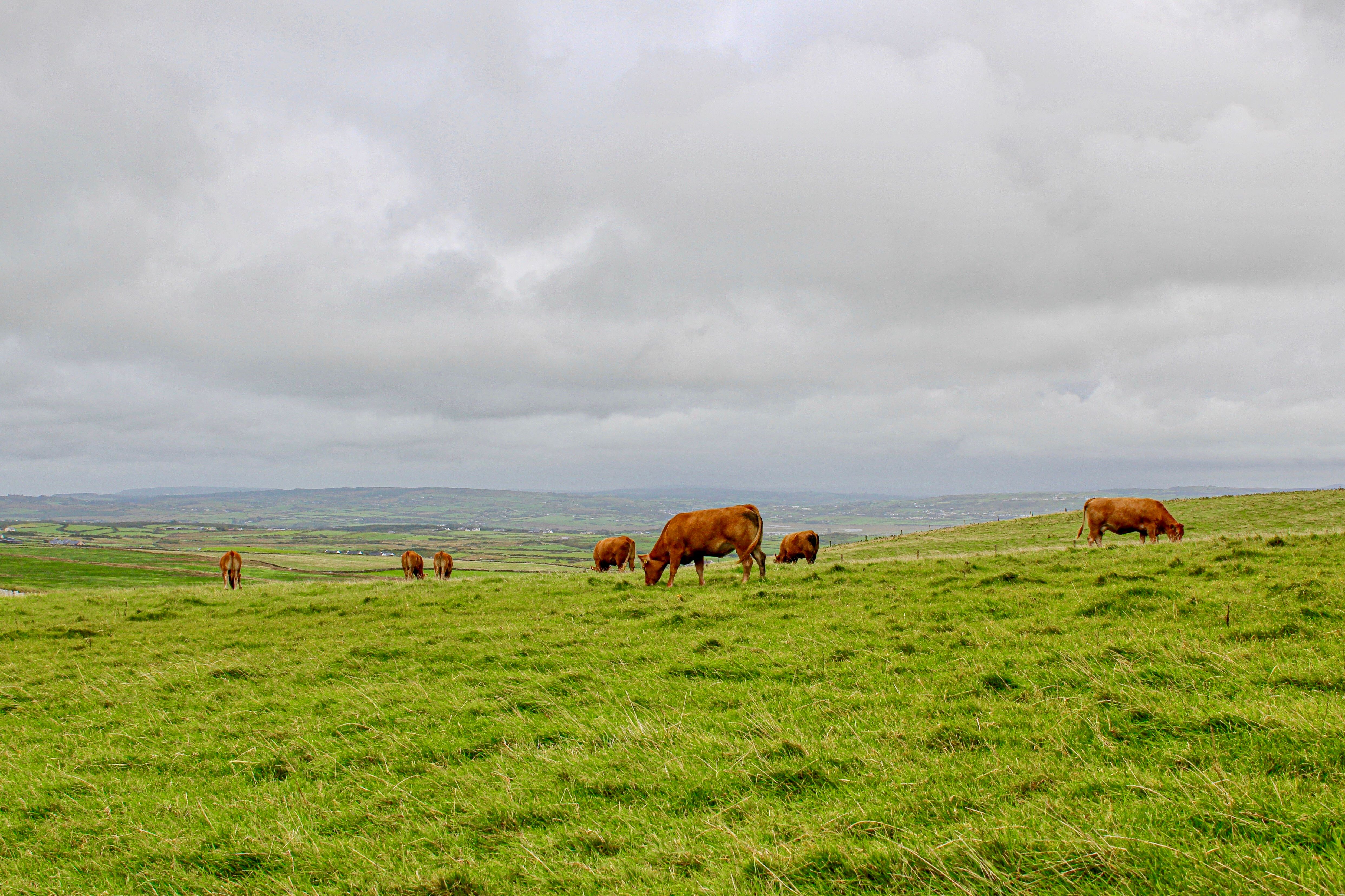 Red Angus - Irish countryside