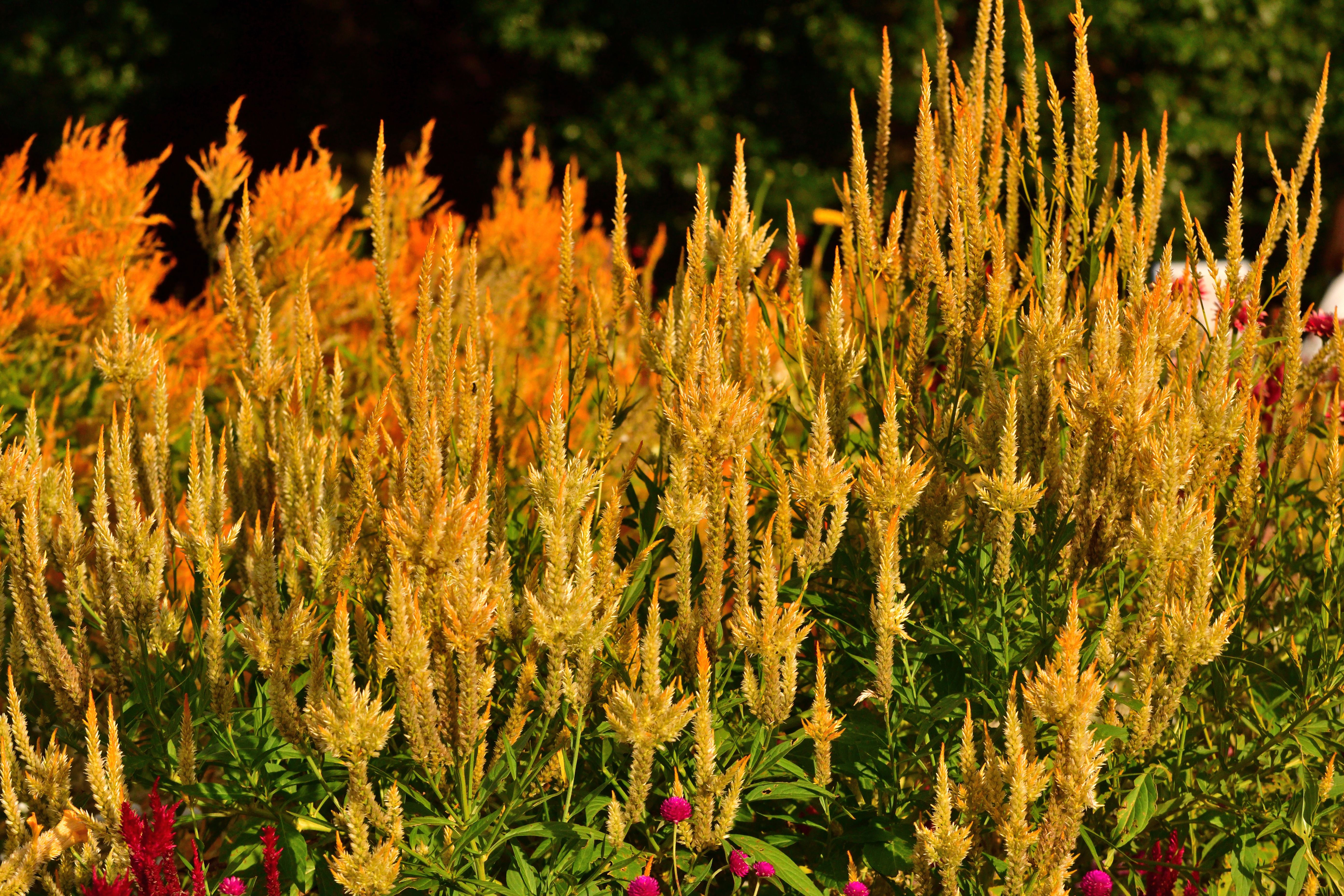 fire-resistant plants