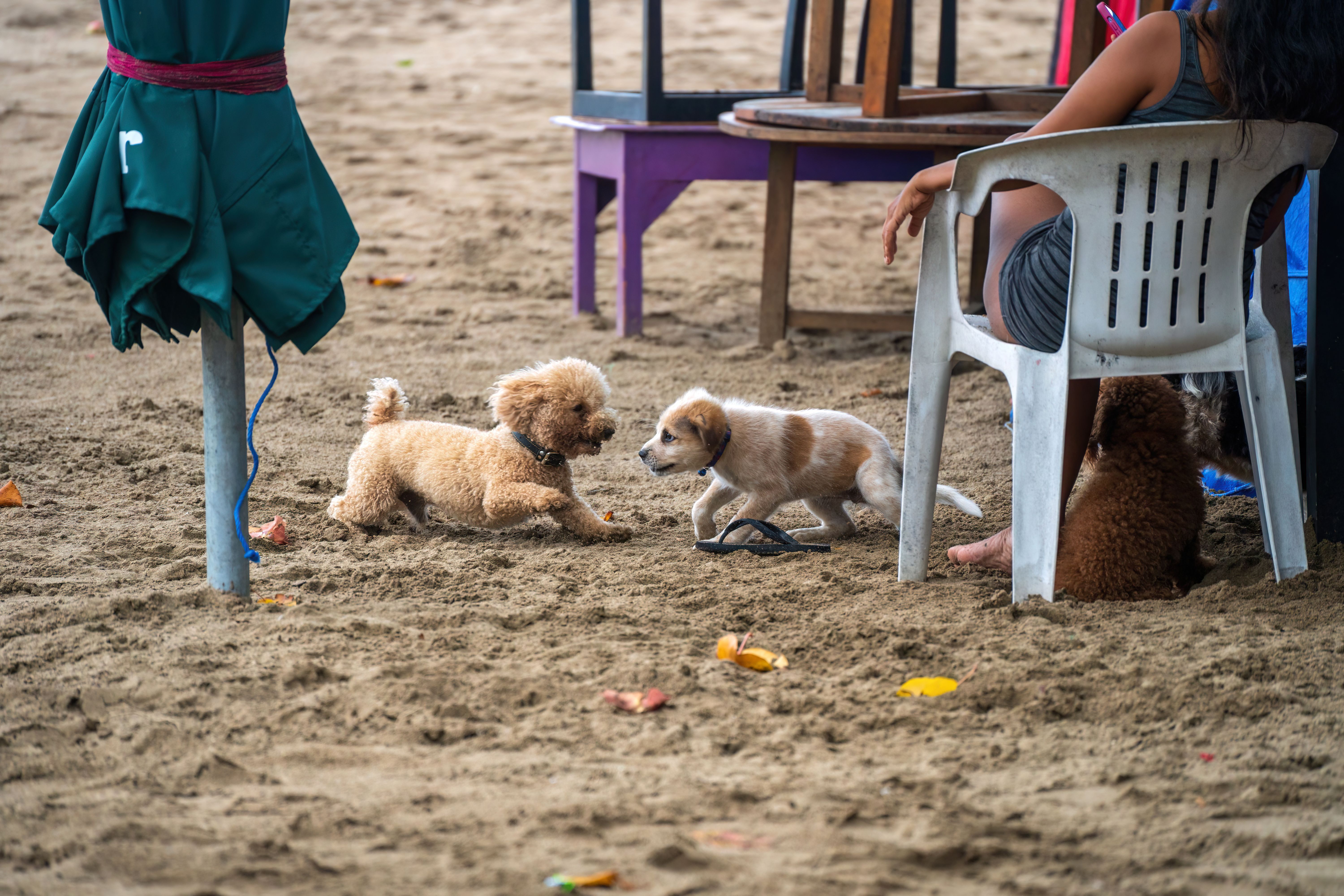 Two playful puppies meeting on a sandy beach while a person relaxes in a plastic chair. A furled beach umbrella with teal fabric stands nearby with wooden tables scattered around. Two playful puppies meeting on a sandy beach while a person relaxes in a plastic chair. A furled beach umbrella with teal fabric stands nearby with wooden tables scattered around.