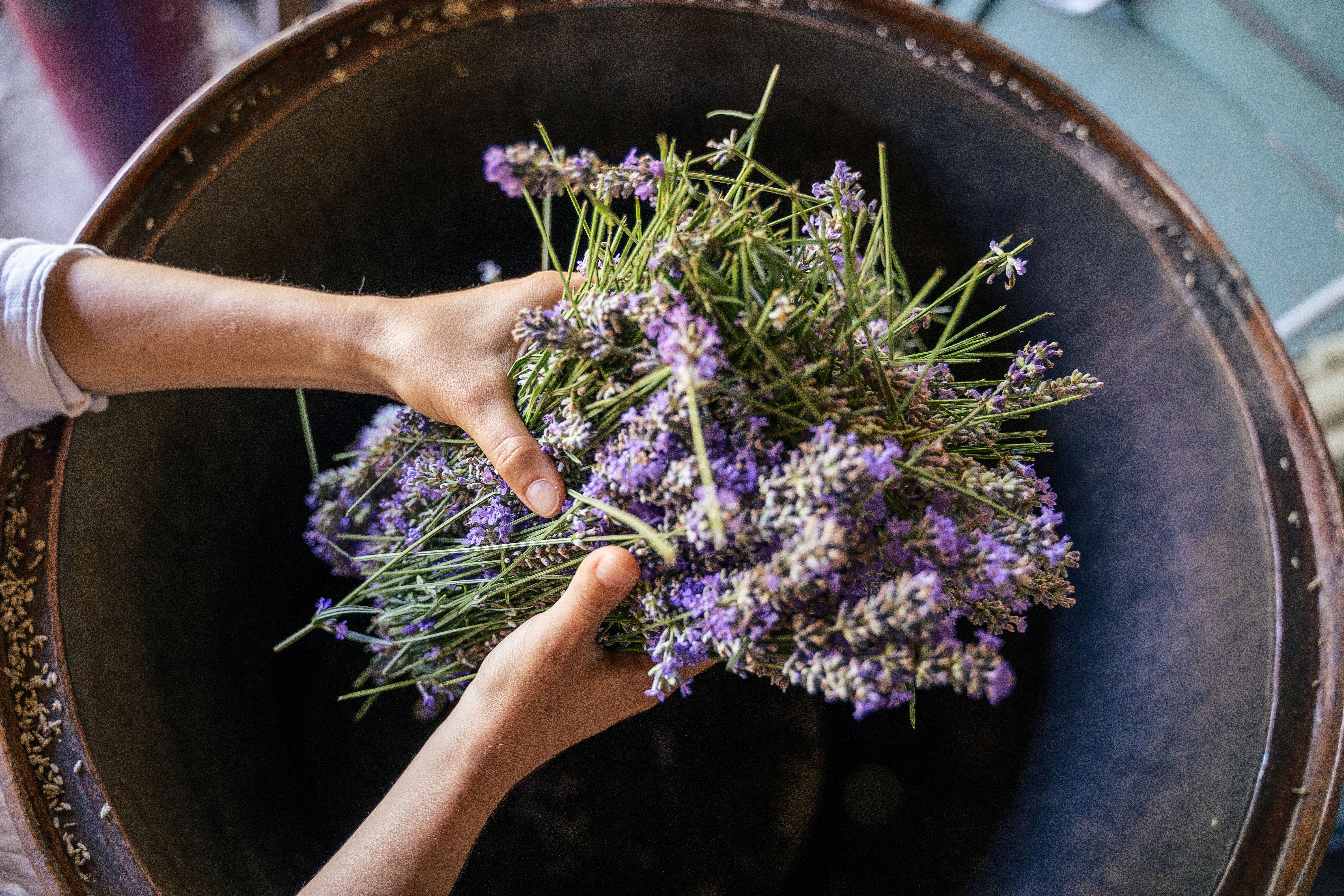 Lavender. Essential oil production season is now.