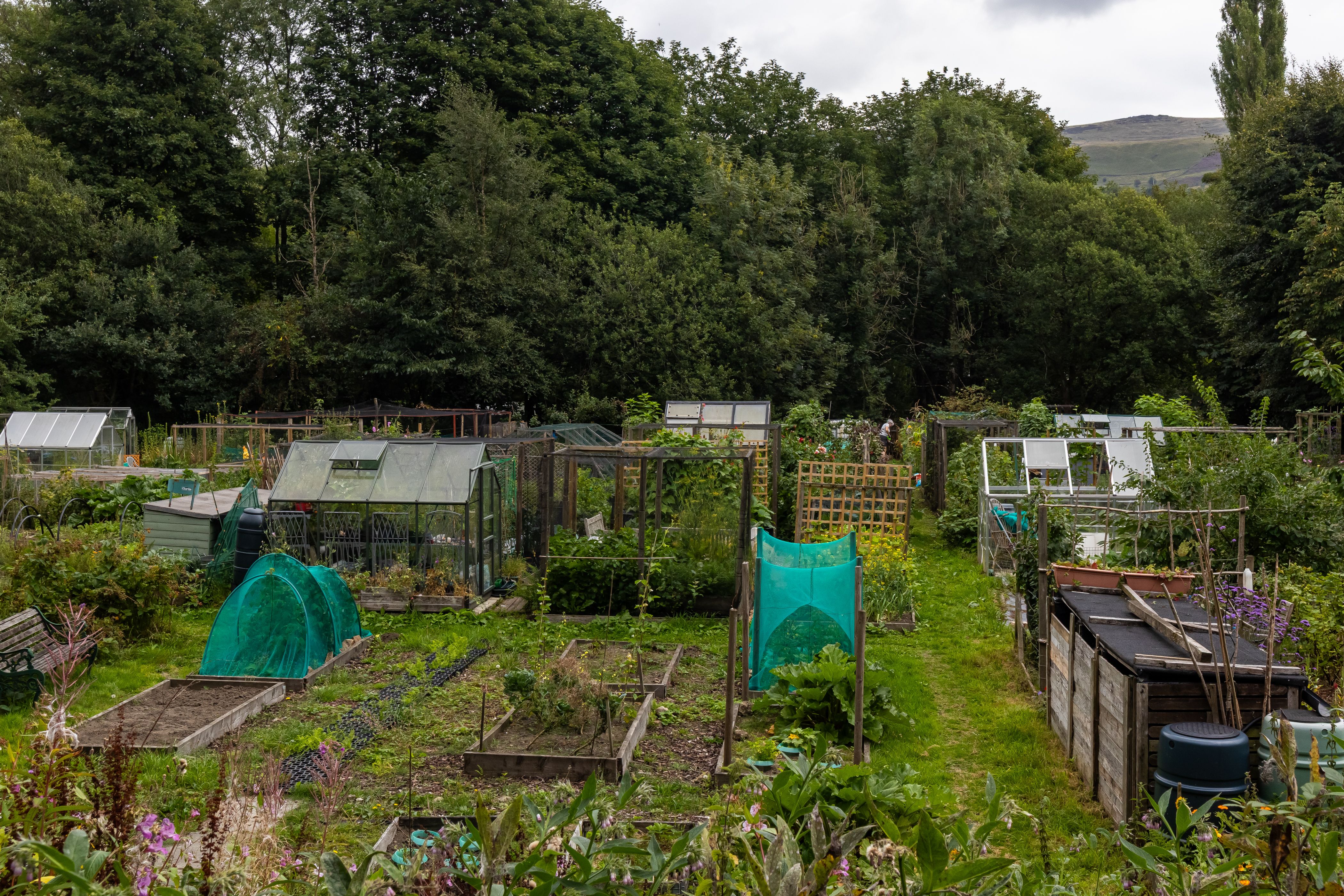 community garden