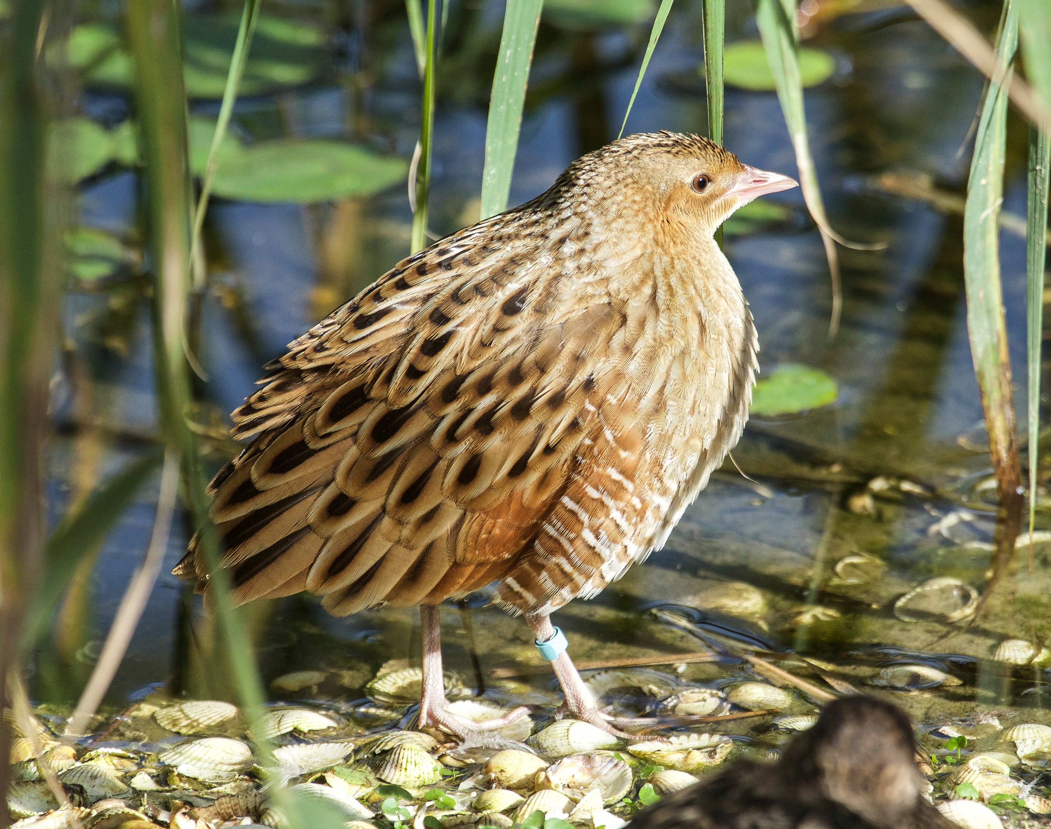 Corncrake