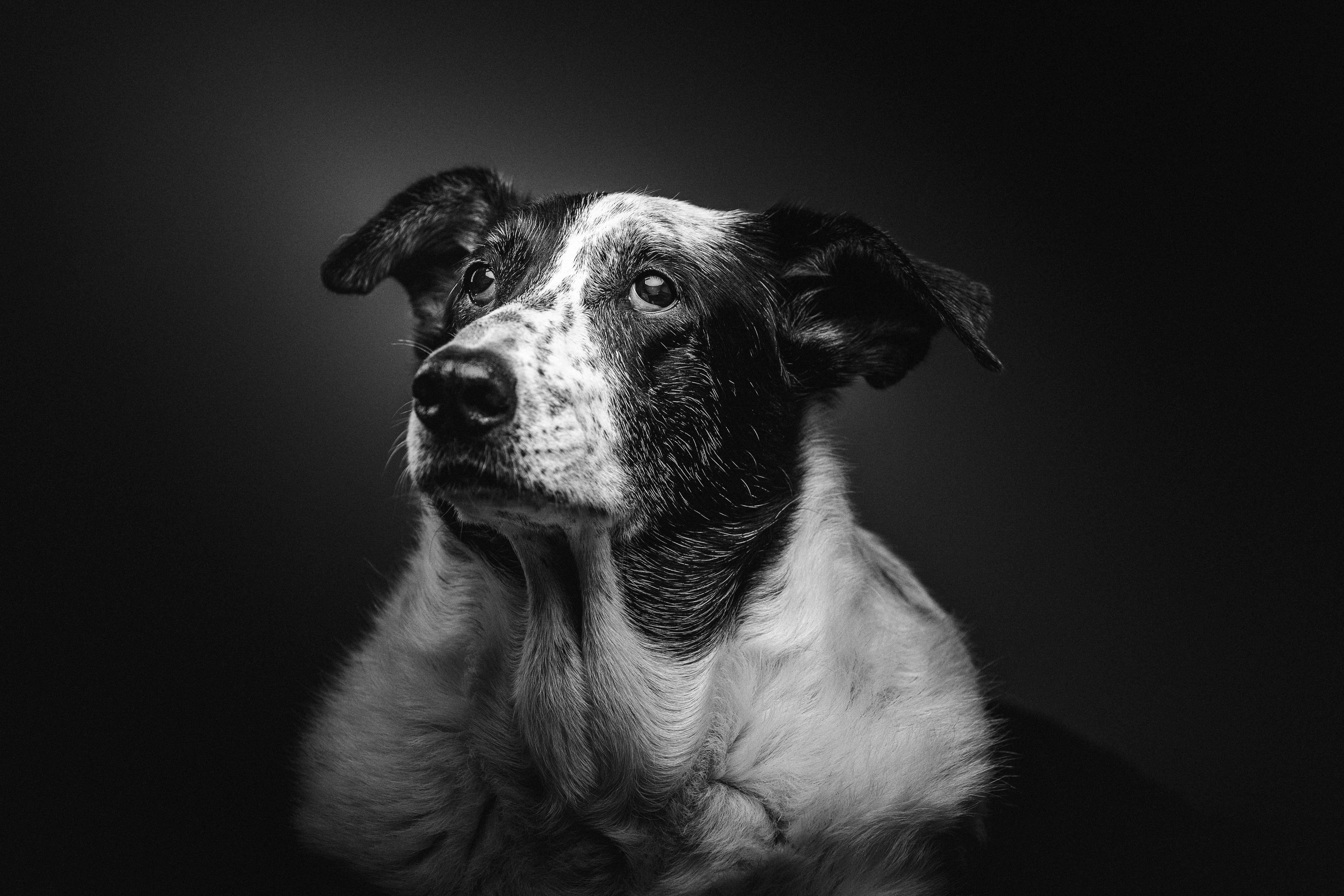 black and white pet portrait