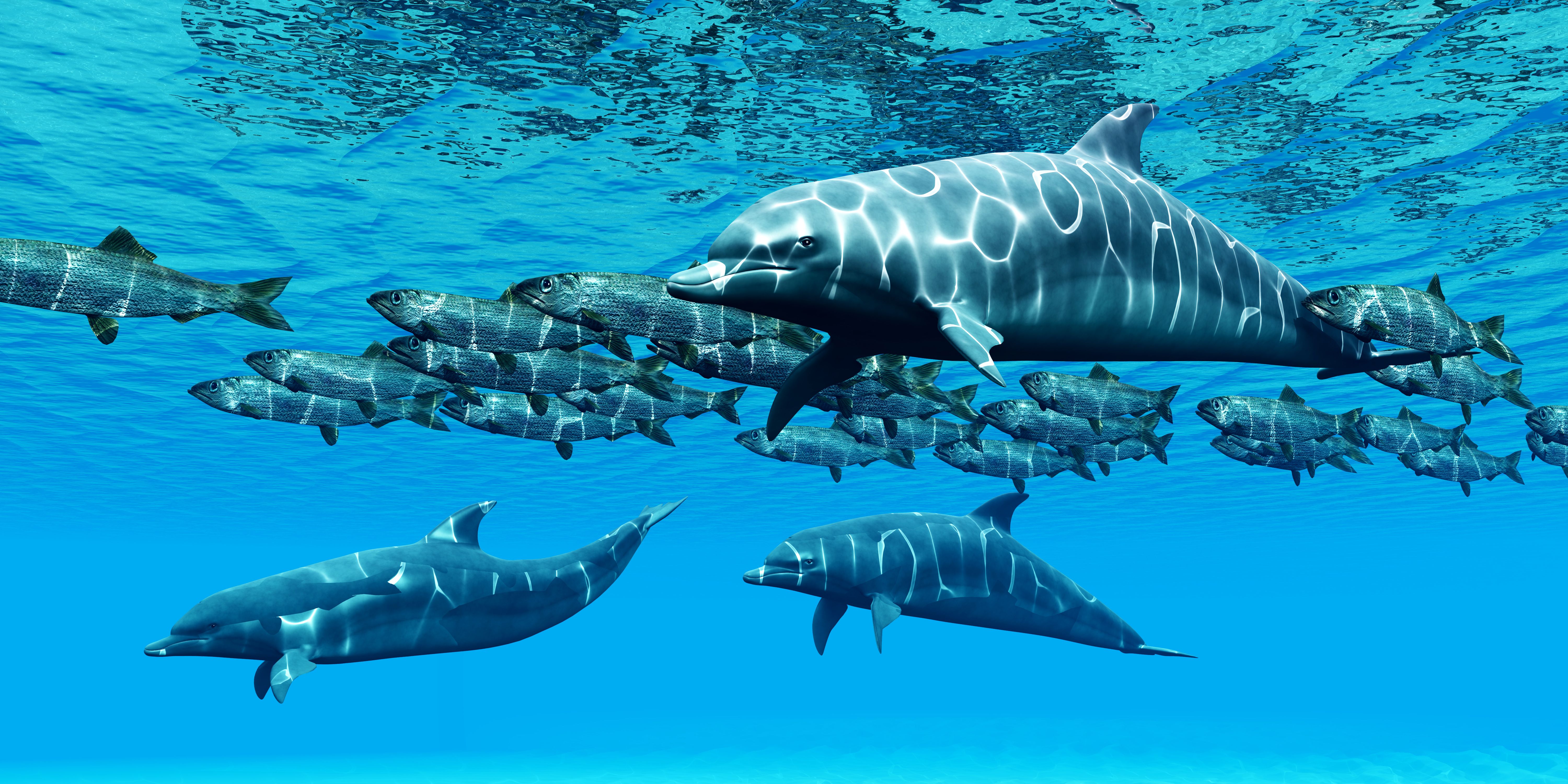 pod of dolphins