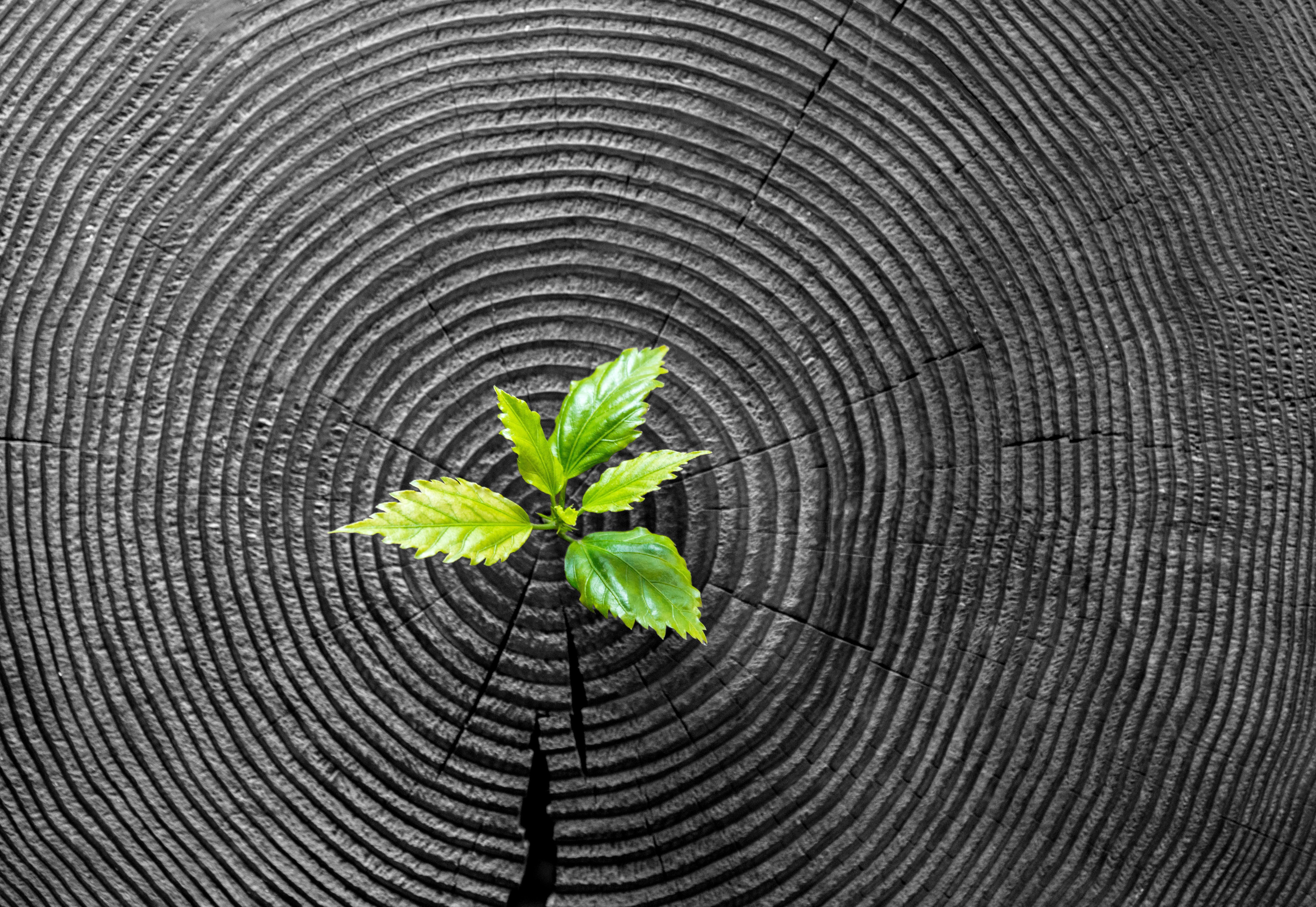 tree carbon absorption