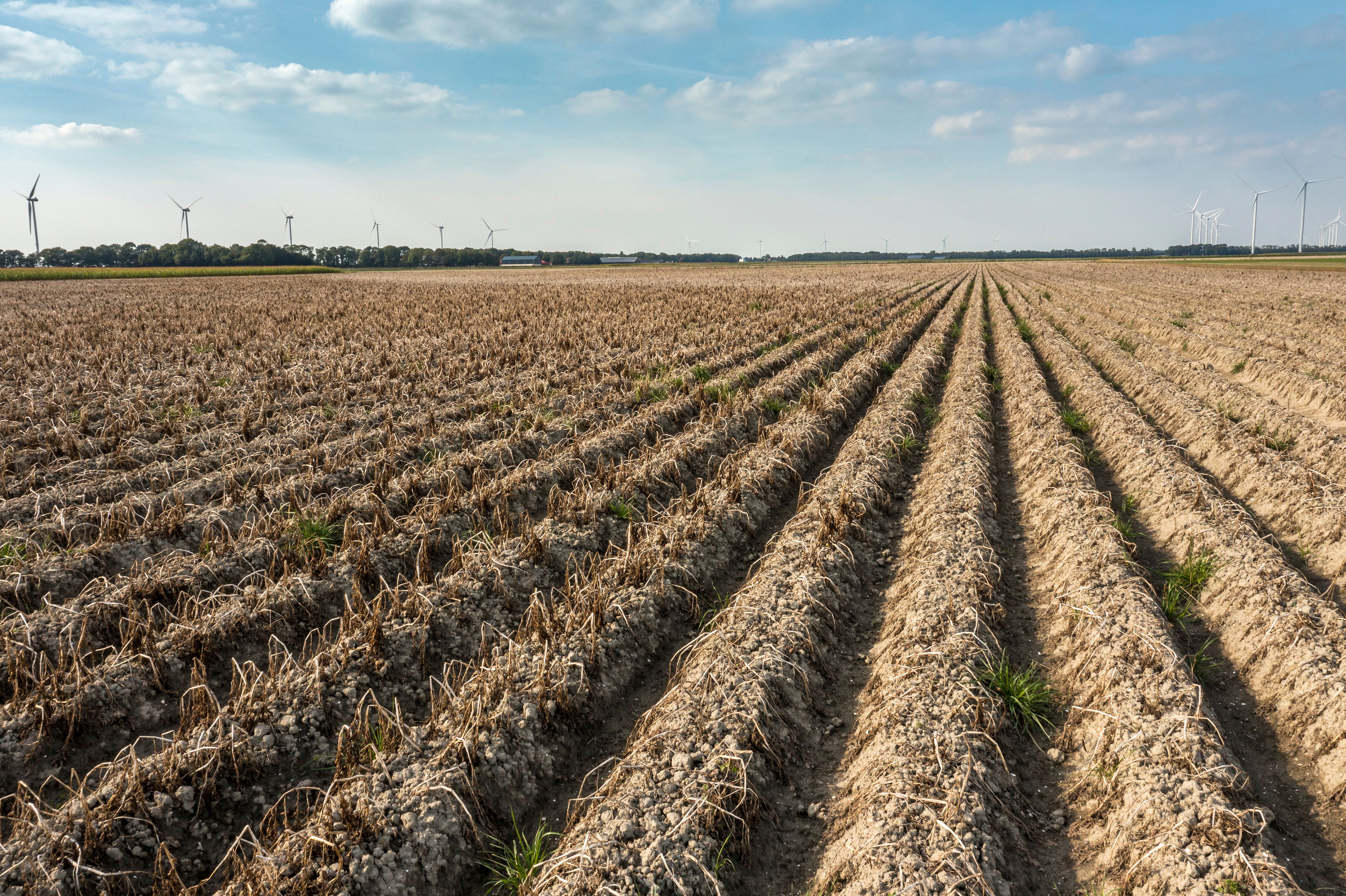 drought resistant crops