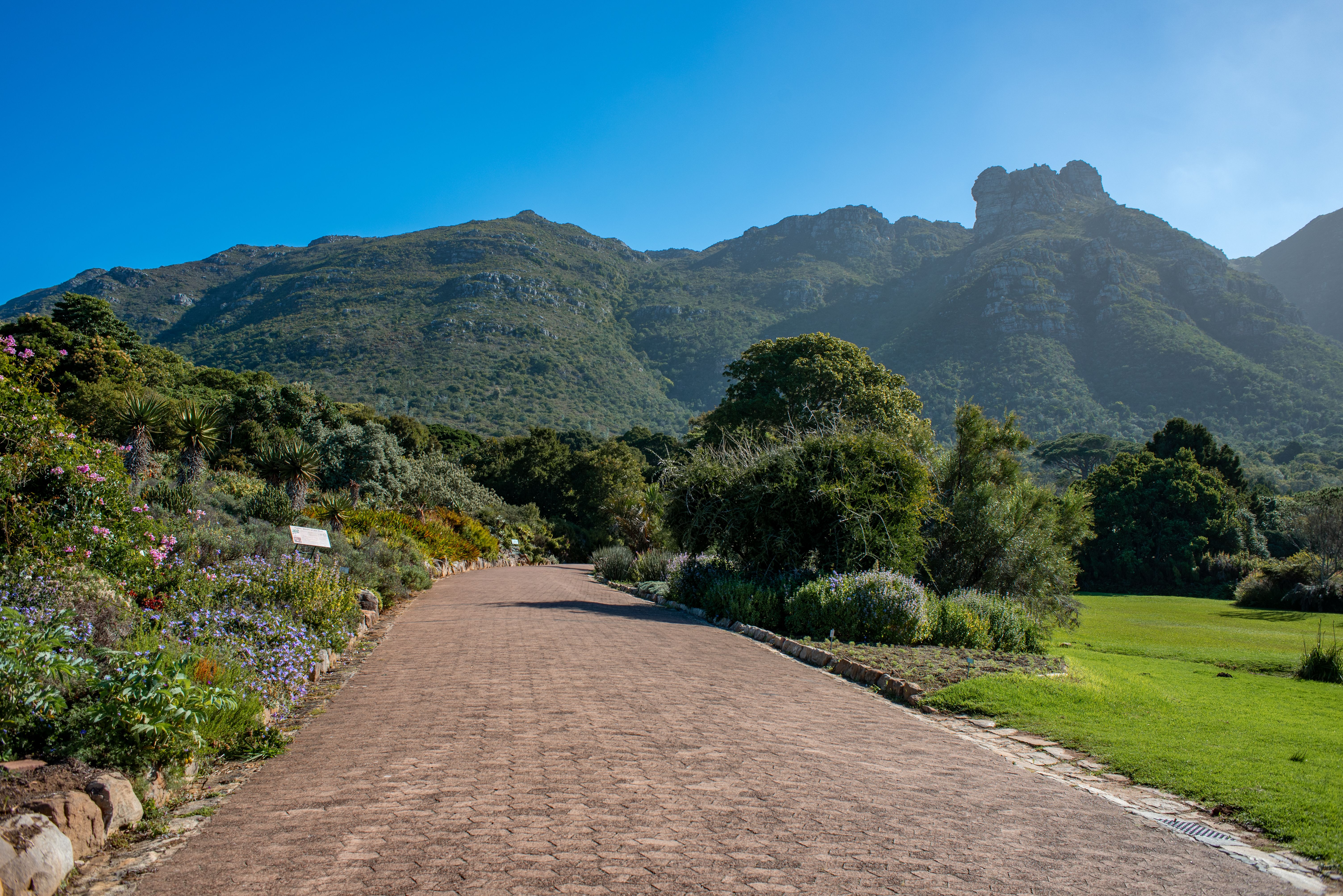 kirstenbosch garden winter