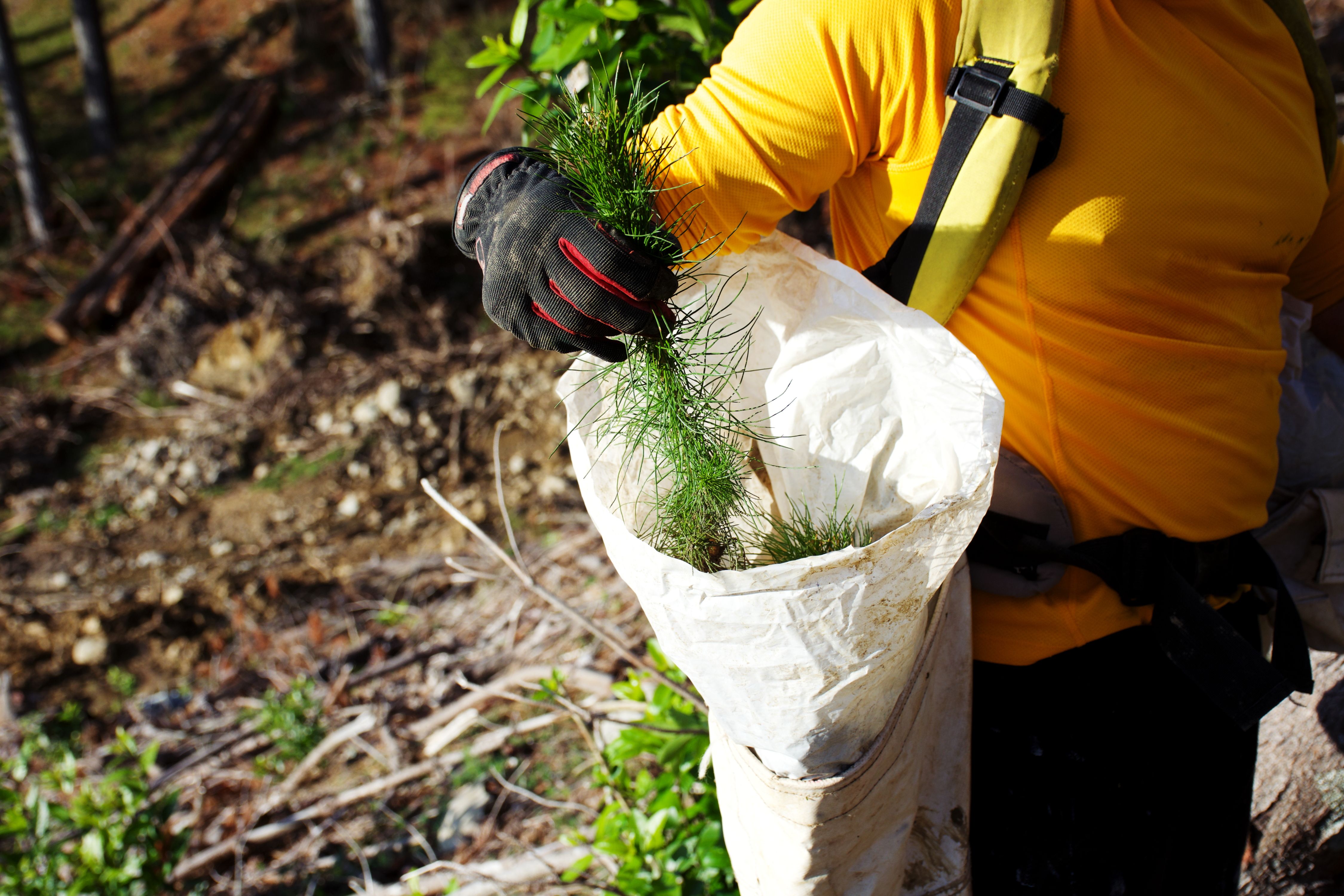 sustainable forestry