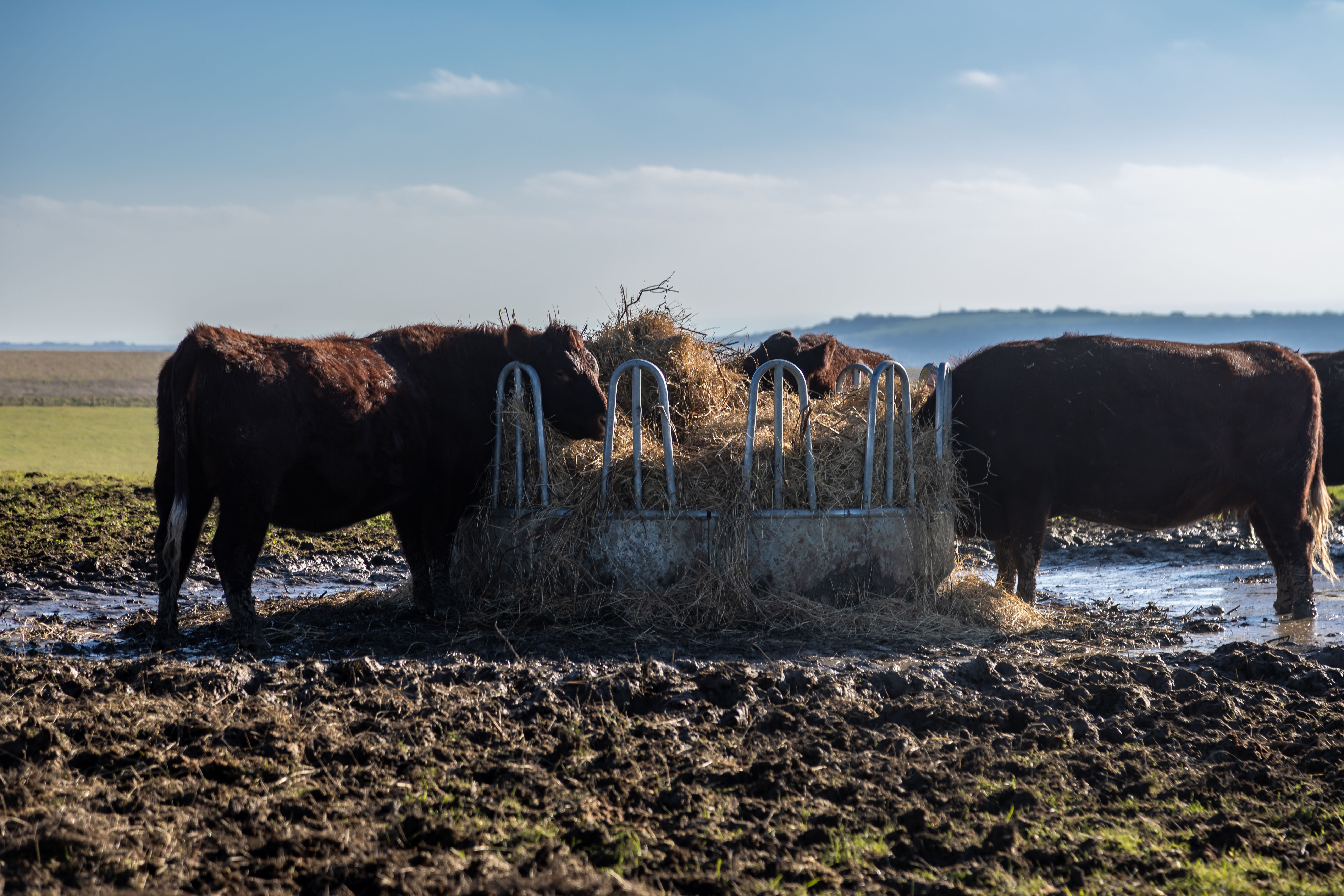 cattle feeding winter