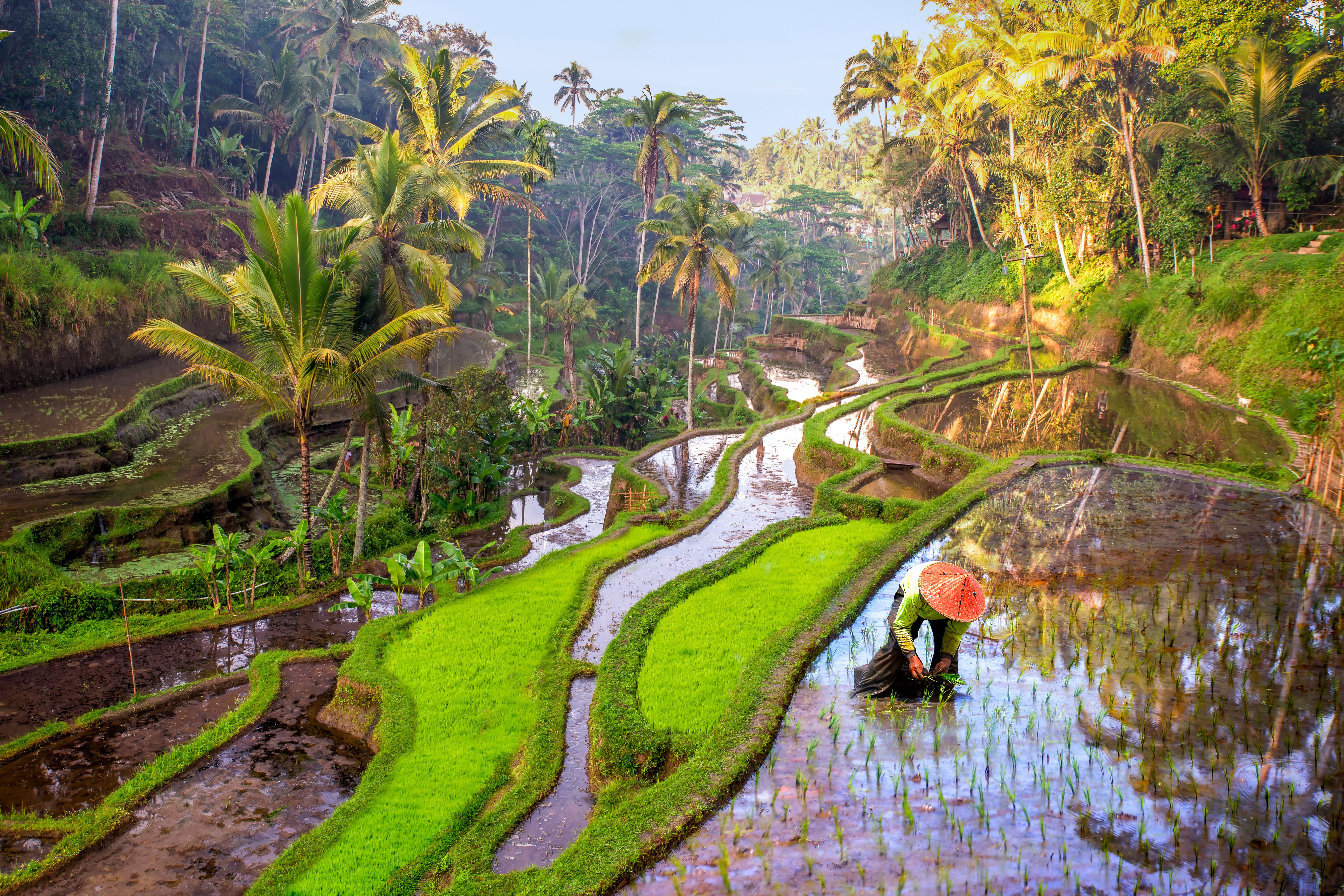 indonesian farm