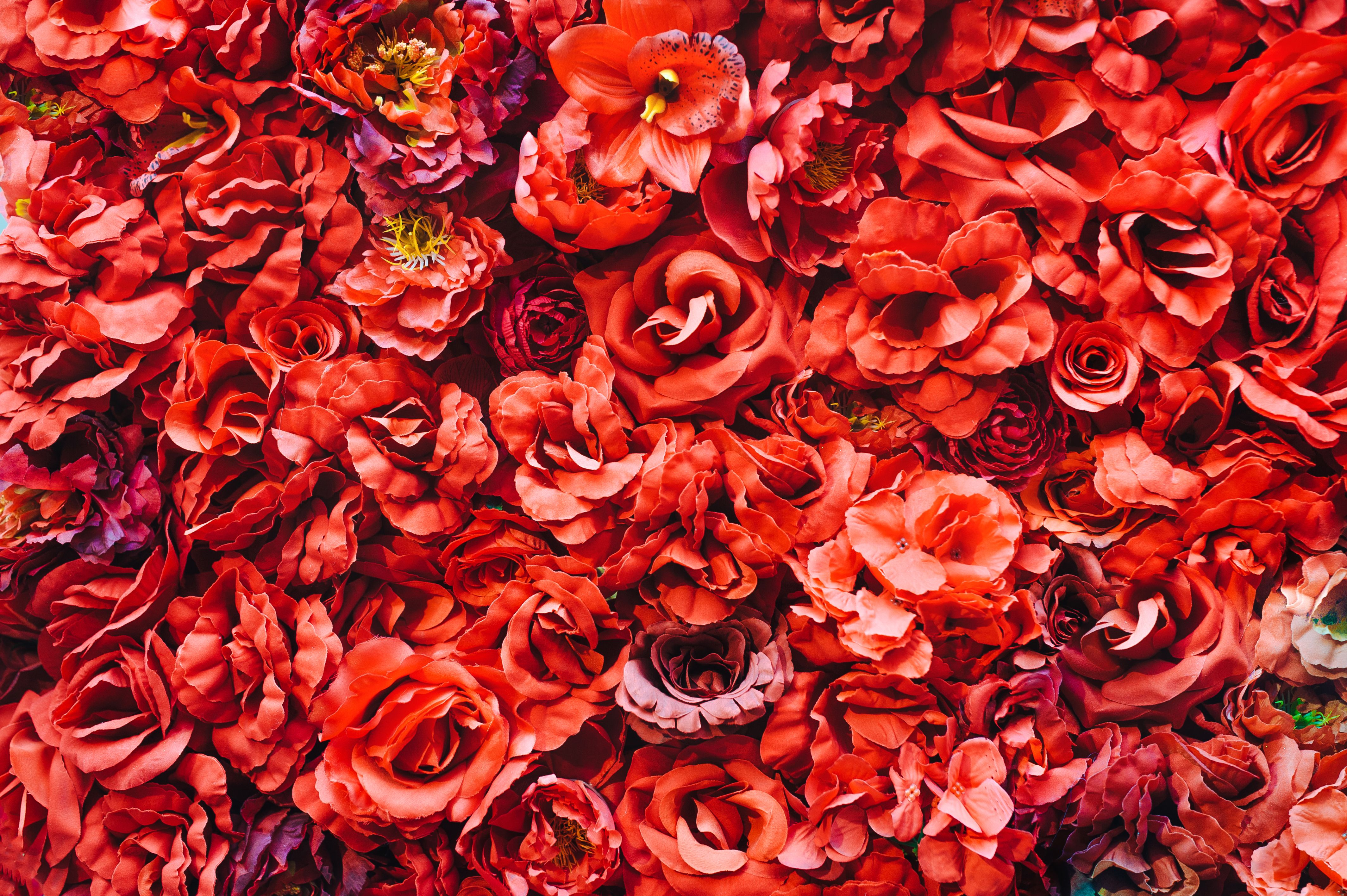Background of red flowers. Roses. Peonies. Close-up. Decor.