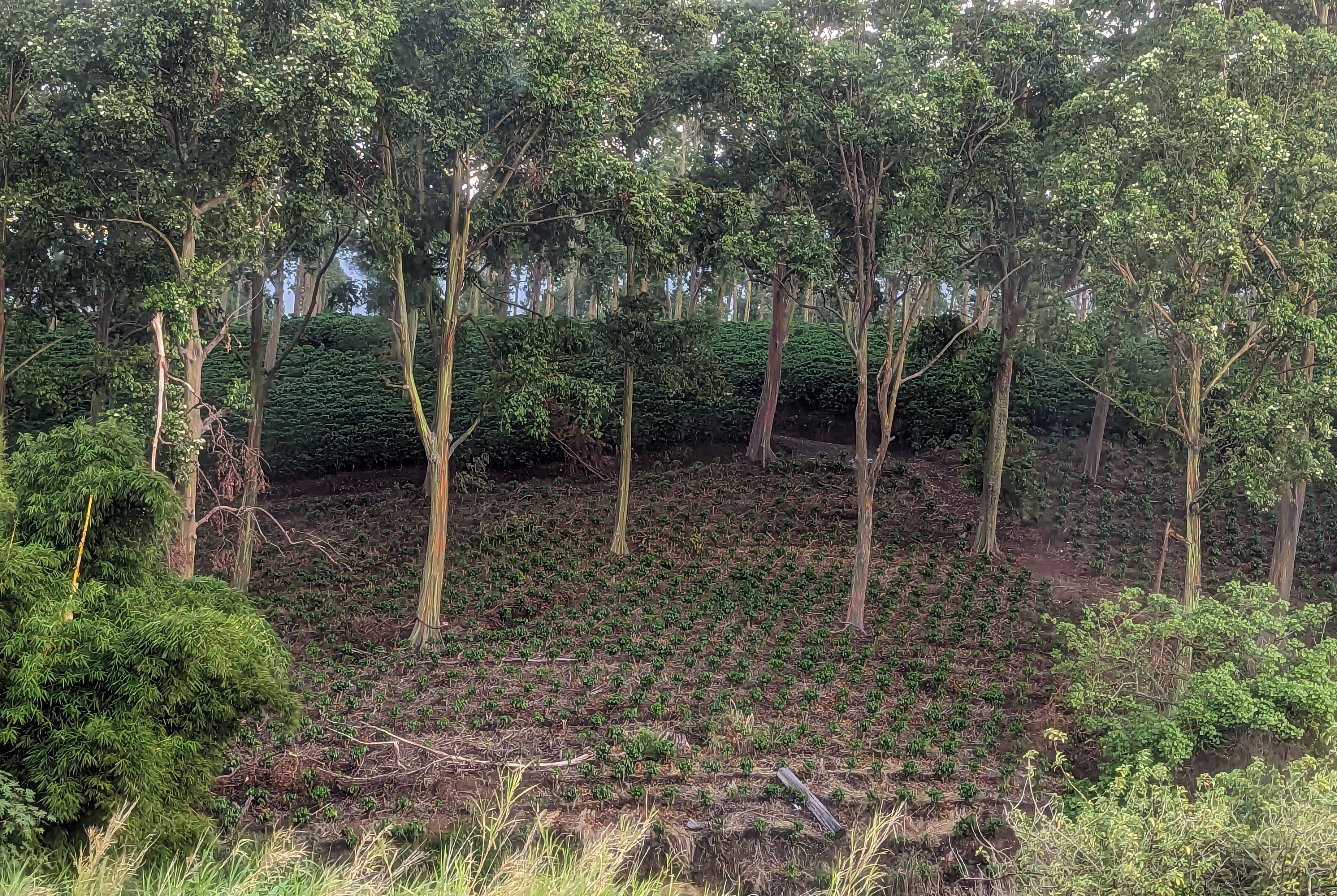 agroforestry