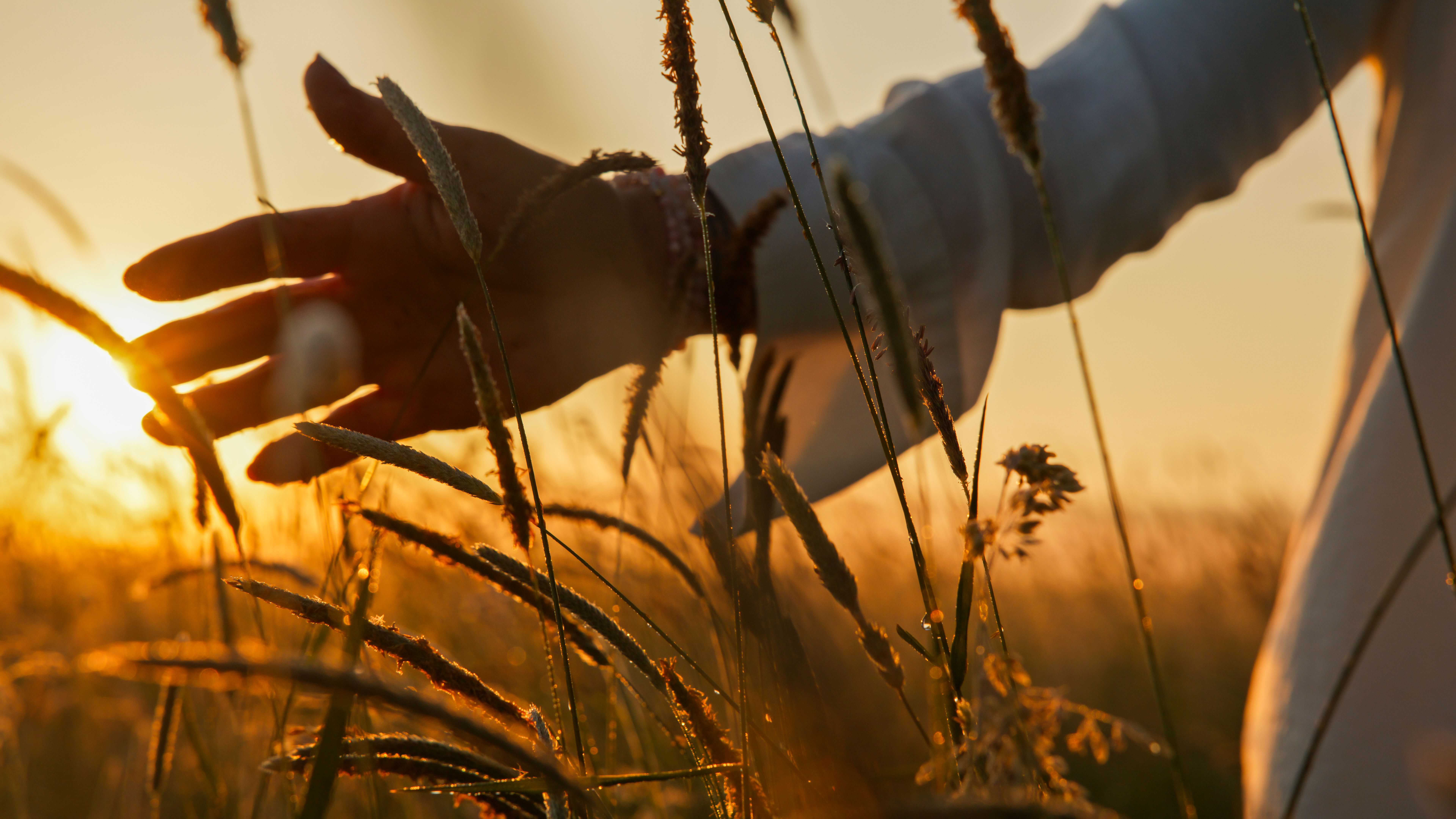 Sundown Caress on Wildflower Meadow