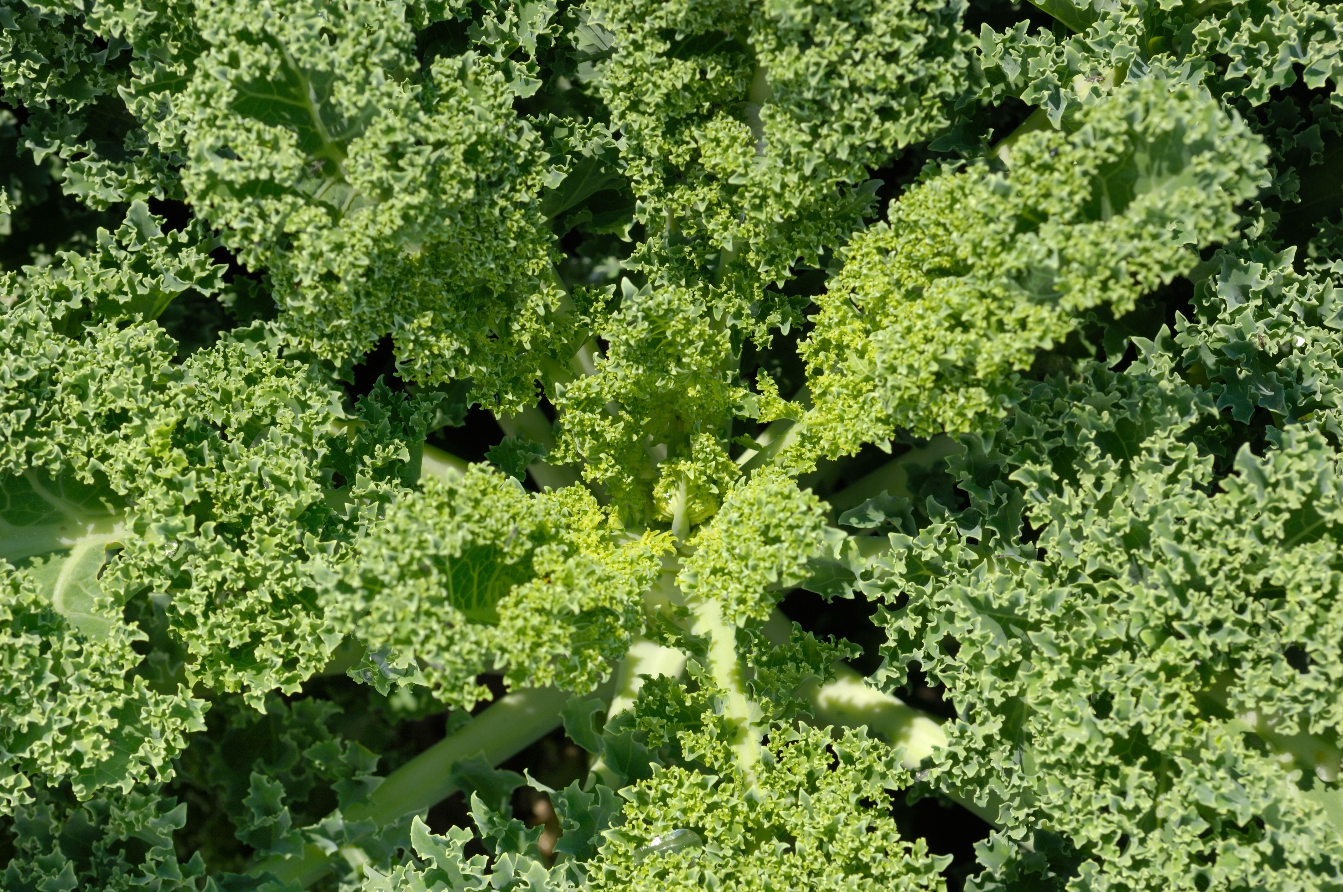 kale pacheh