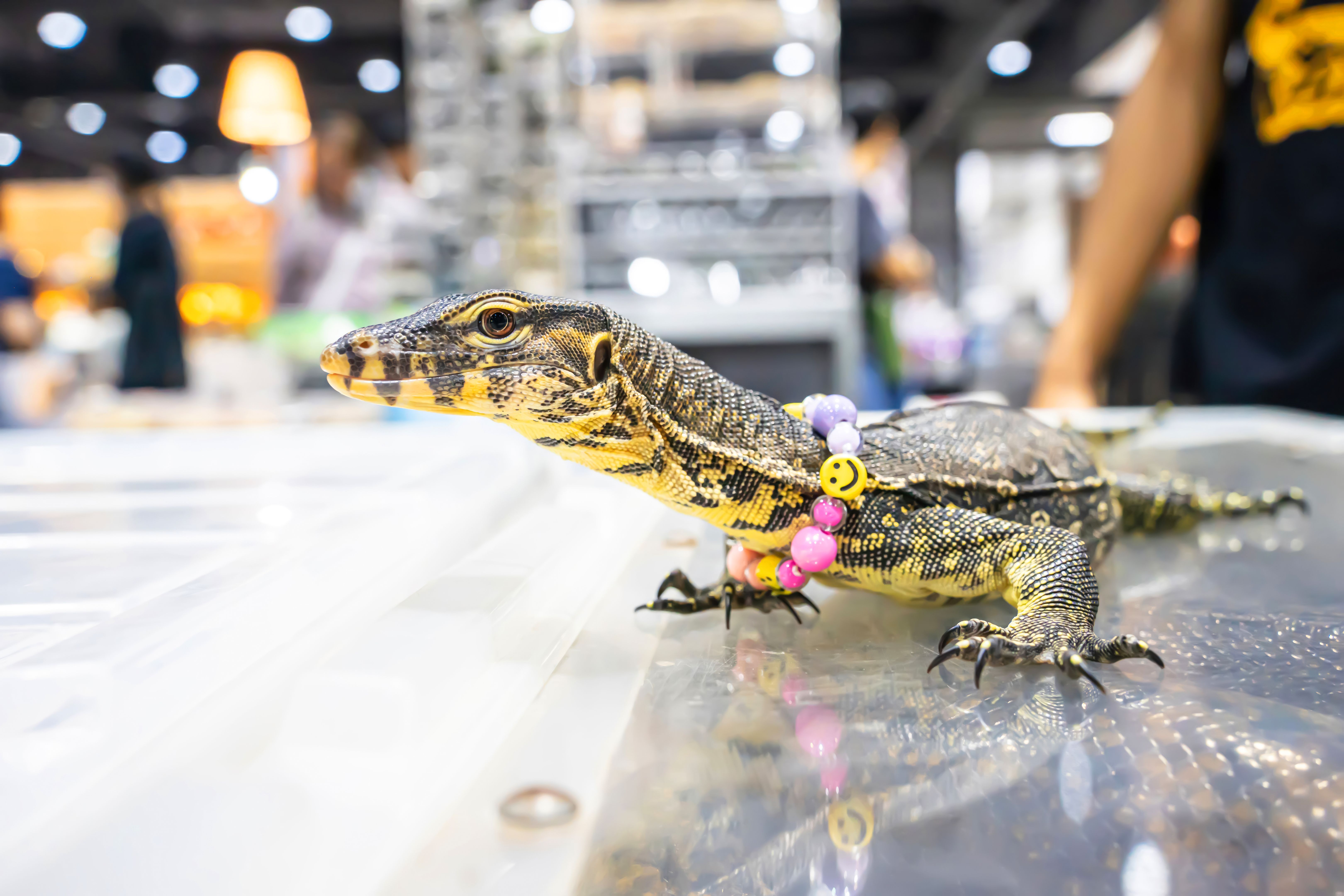 Water monitor or Varanus salvator