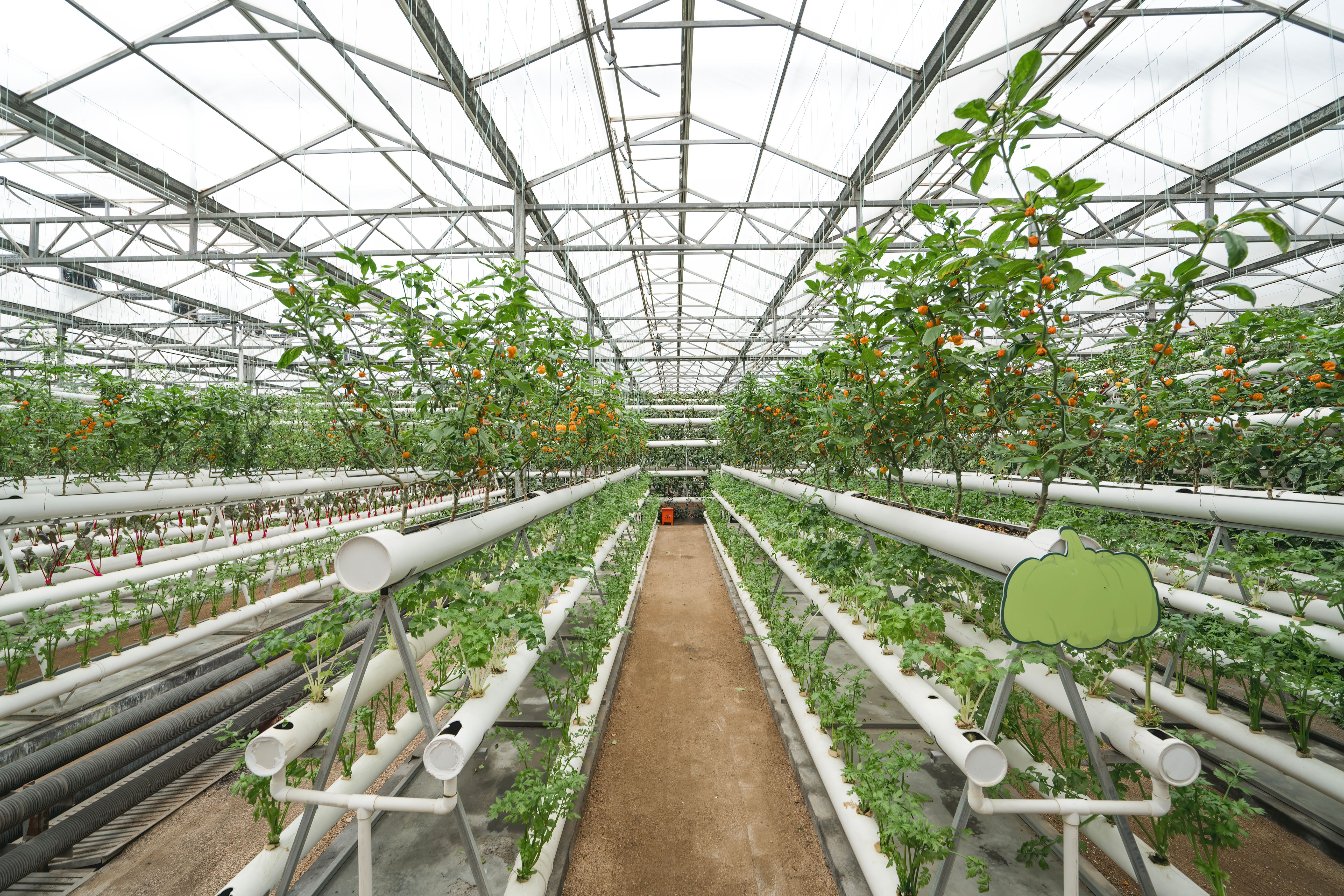 Lush Greenhouse with Thriving Vegetables and Fruit Crops Lush Greenhouse with Thriving Vegetables and Fruit Crops