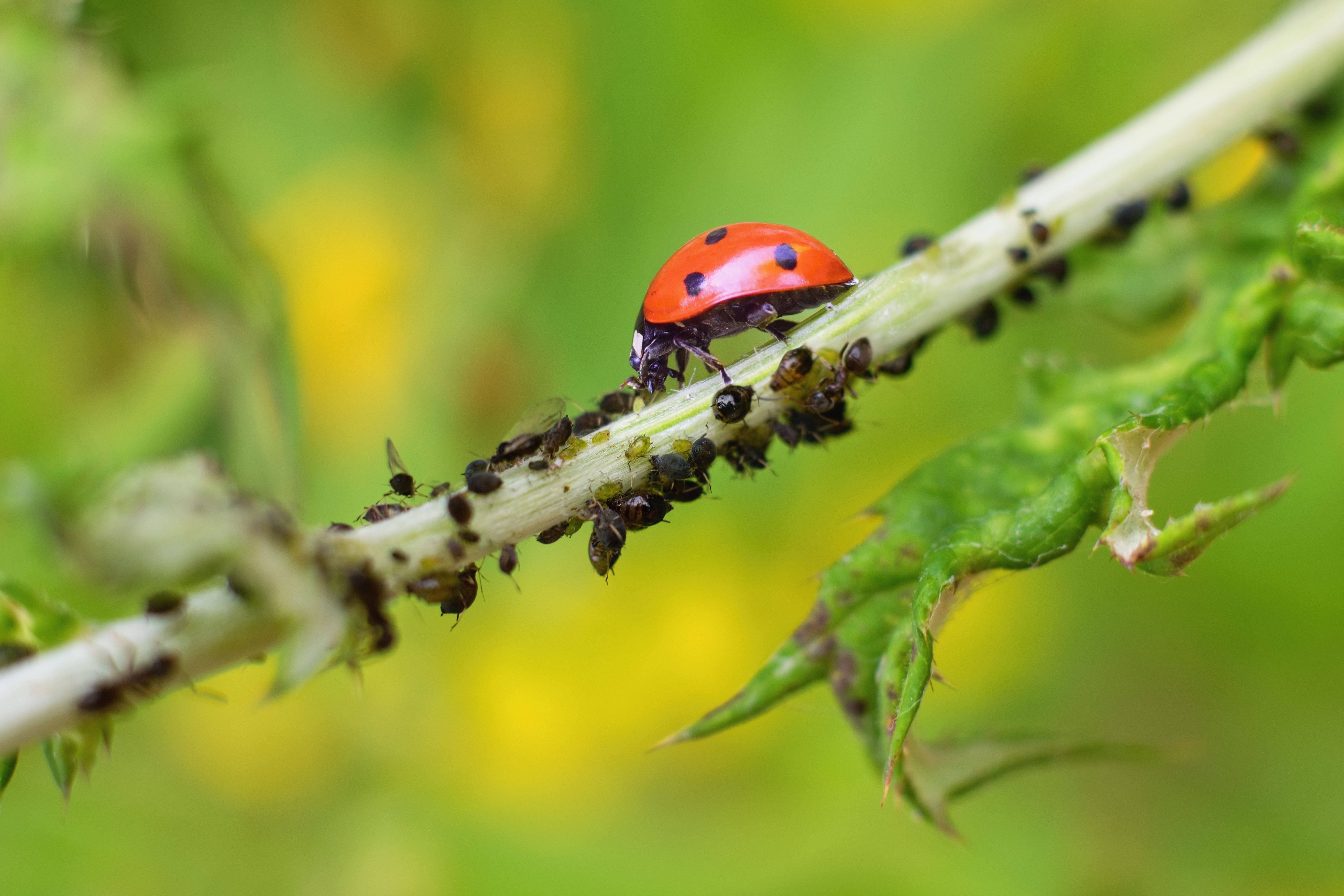 ladybugs in garden