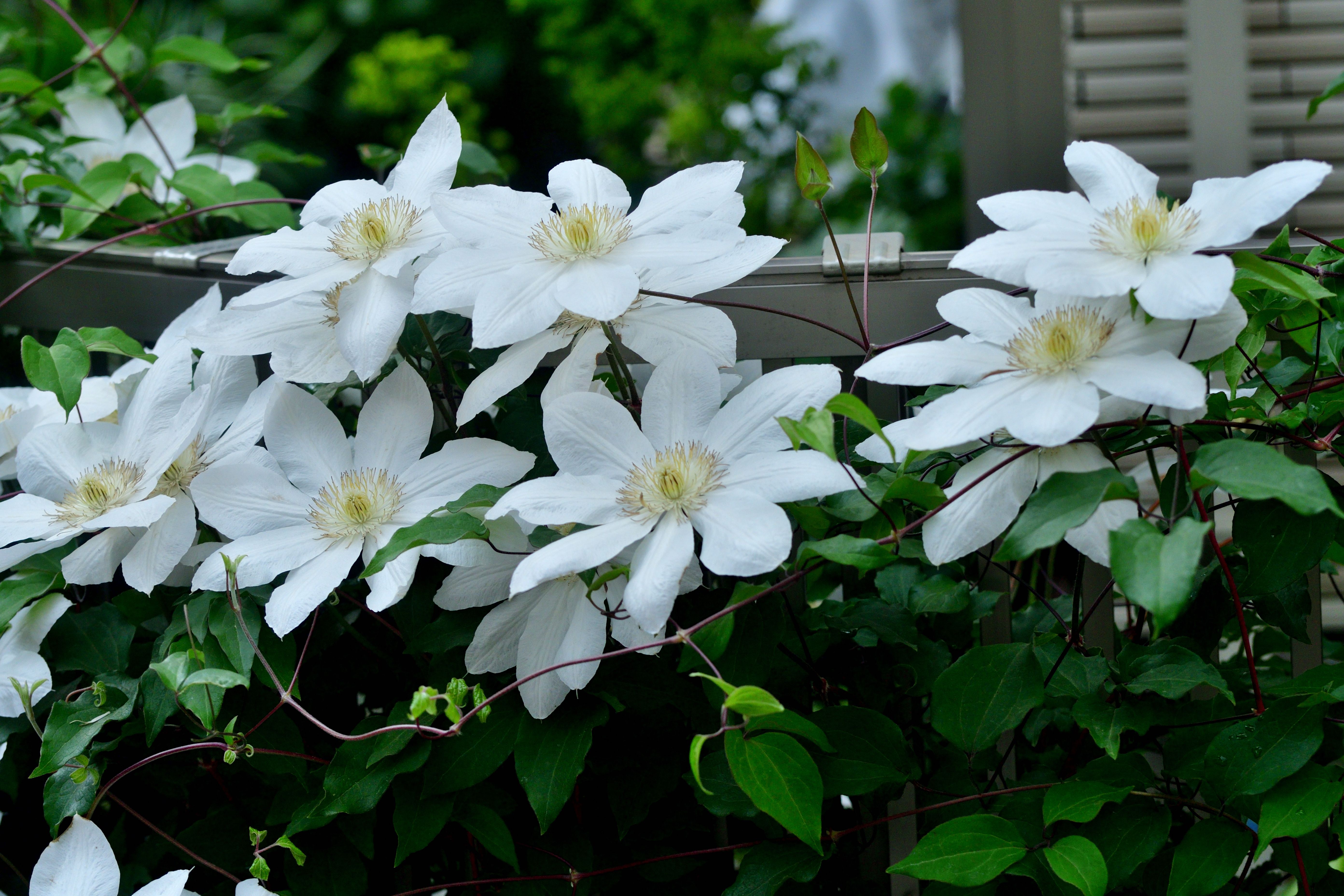 Clematide: rampicanti a fiore perenne della famiglia dei ranuncoli, Ranunculaceae Clematide: rampicanti a fiore perenne della famiglia dei ranuncoli, Ranunculaceae