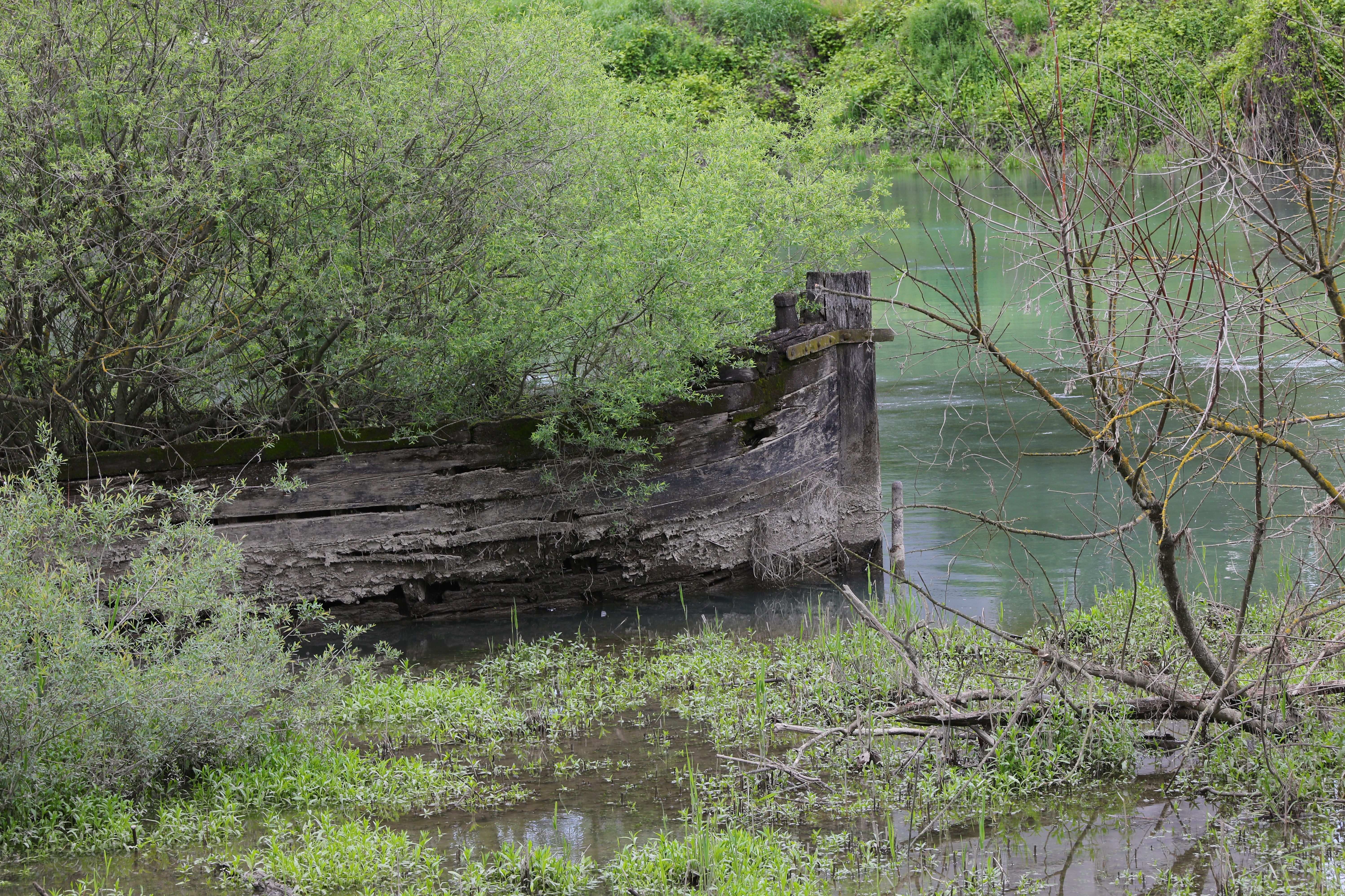wooden Bow of th sunken old boat called BURCIO or BURCHIO in italian language in the BURCI CEMETERY a suggestive place in the bend of the river SILE in Northern Italy with wrecks of old sunken boats and trees wooden Bow of th sunken old boat called BURCIO or BURCHIO in italian language in the BURCI CEMETERY a suggestive place in the bend of the river SILE in Northern Italy with wrecks of old sunken boats and trees