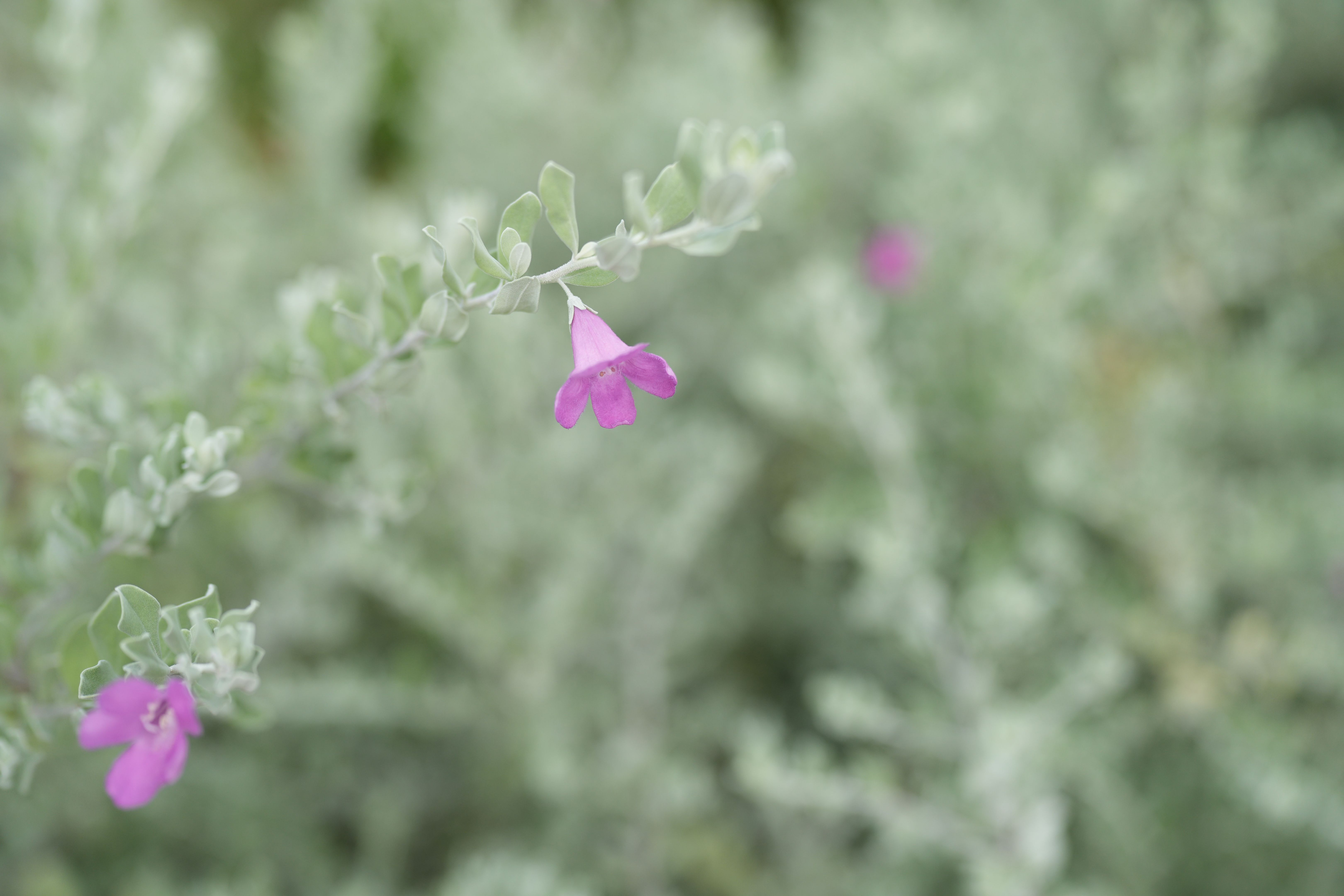 texas sage shrub
