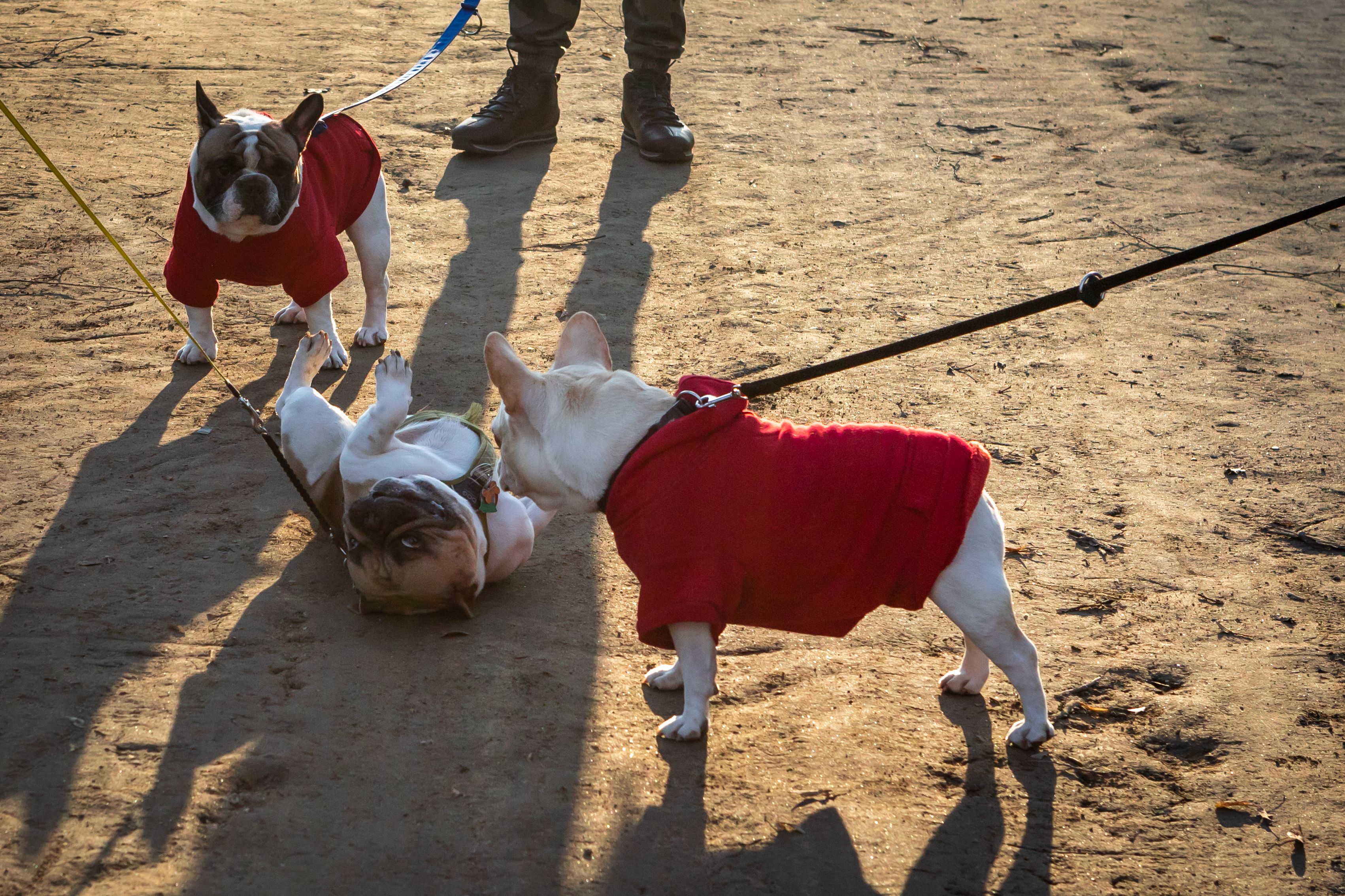 Two french bulldogs dominating over a white bulldog rolling over with belly up. Two french bulldogs dominating over a white bulldog rolling over with belly up.