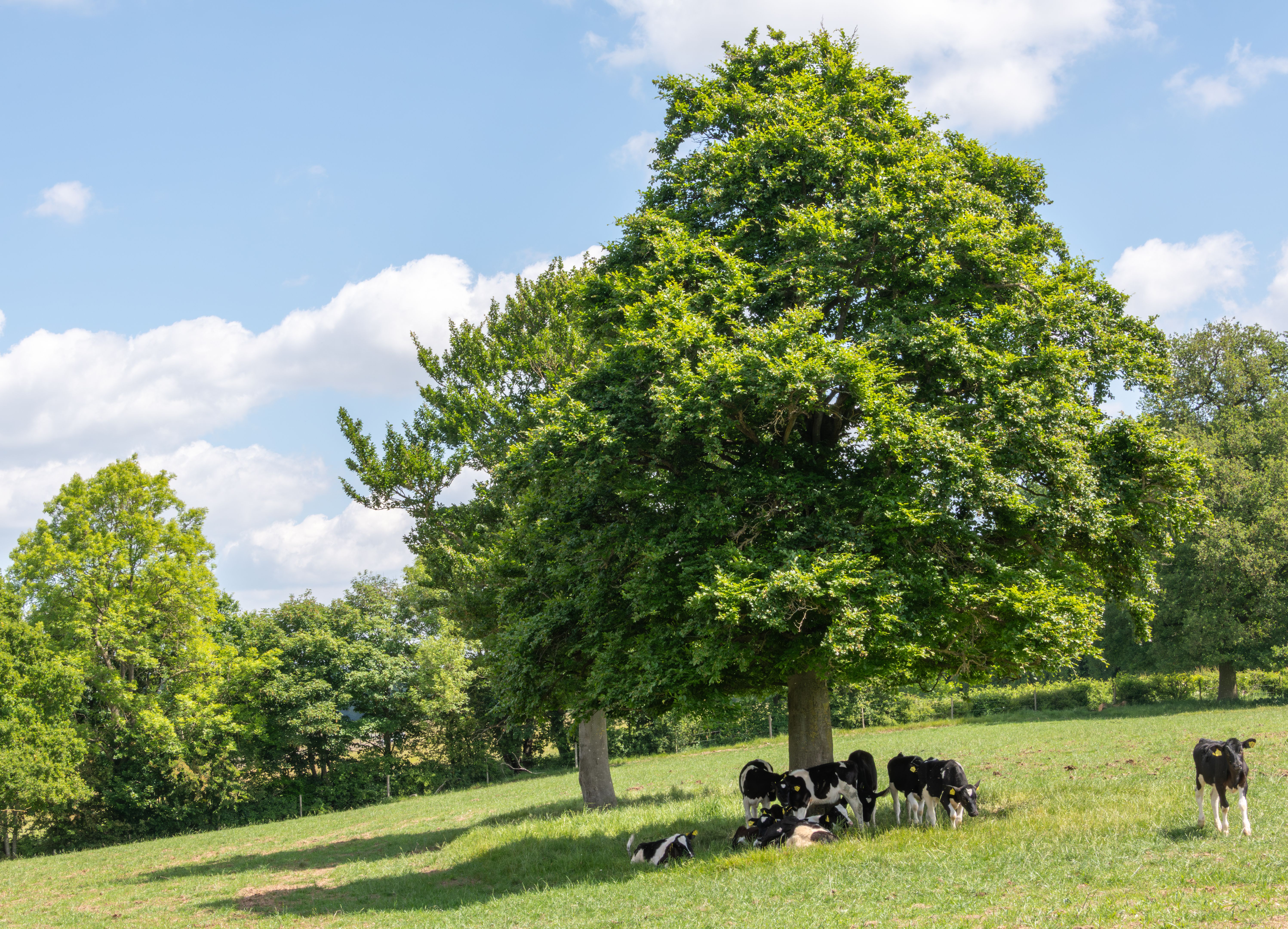 cattle shelter