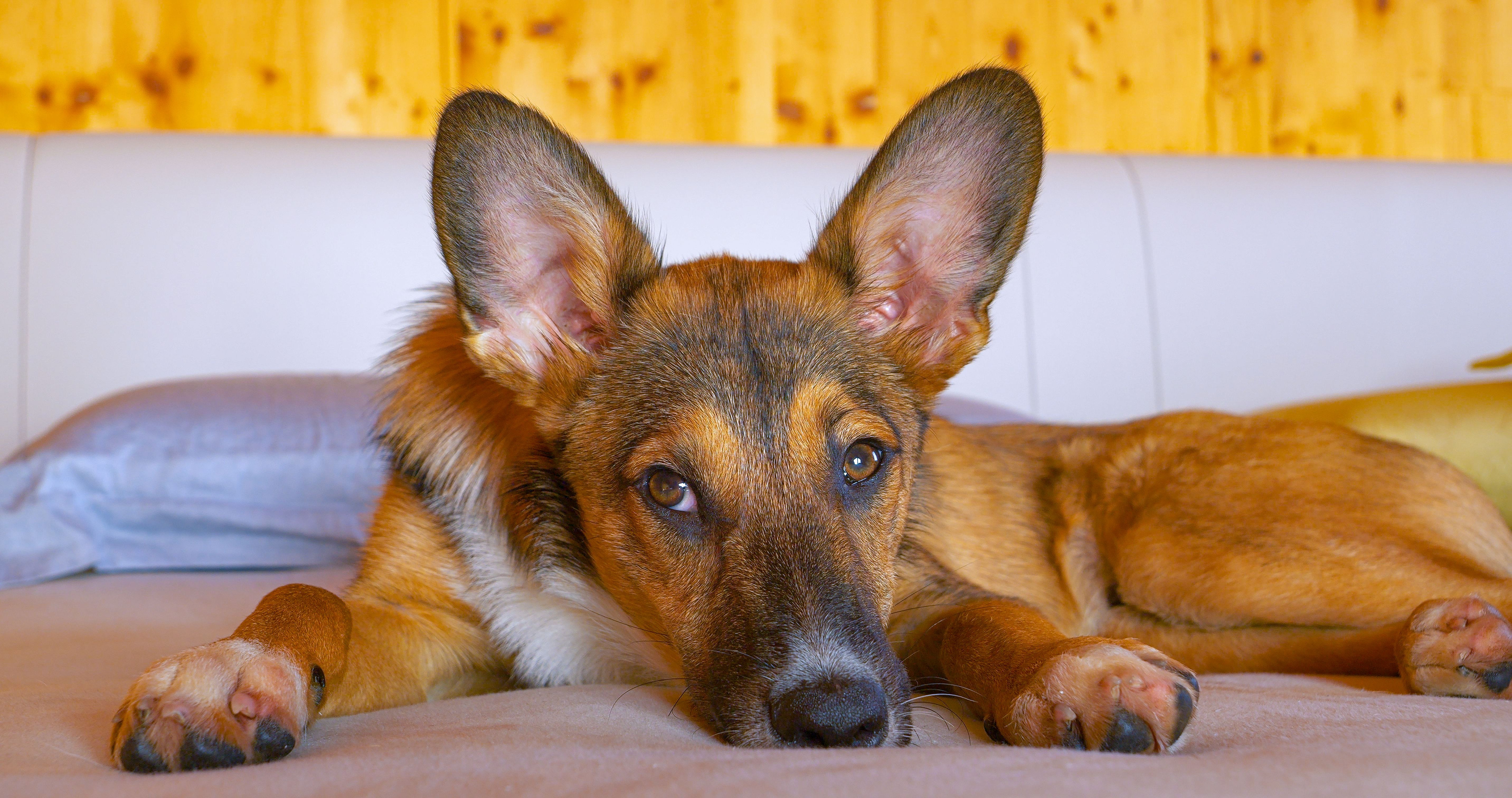 CLOSE UP: Mixed breed puppy with adorable eyes looks around the home after a nap
