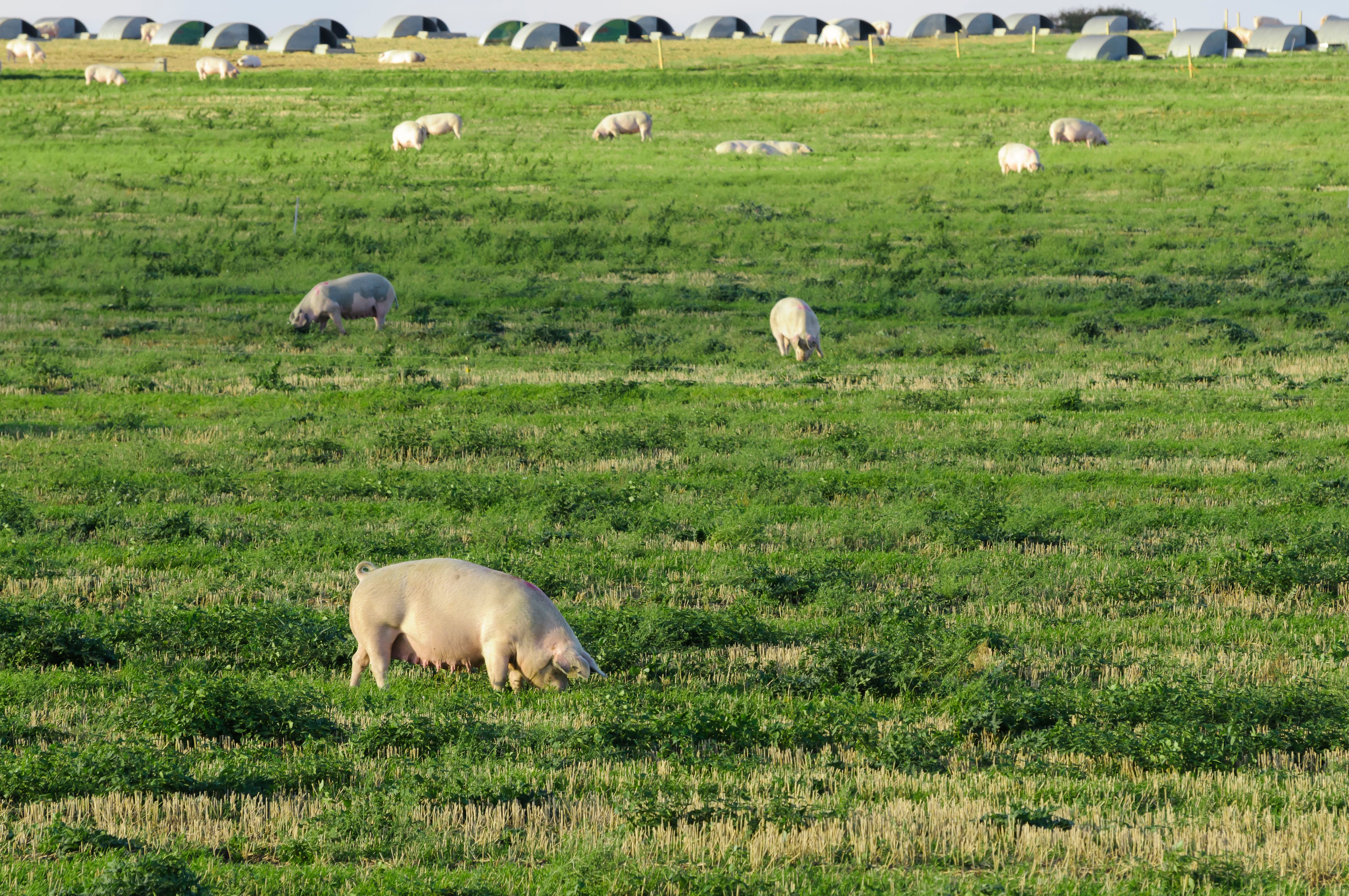 Pigs in a field at a free-range organic farm