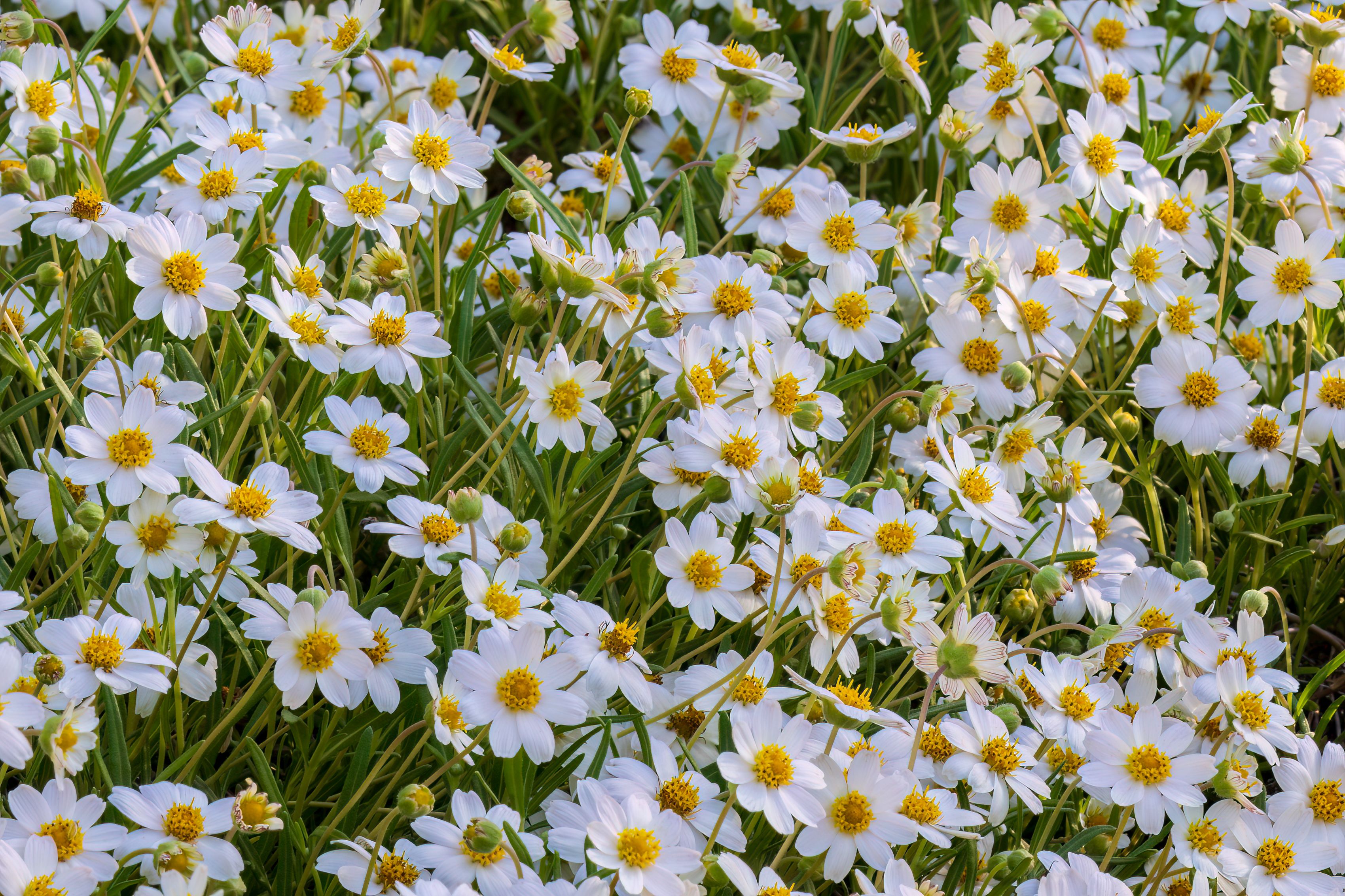 blackfoot daisy