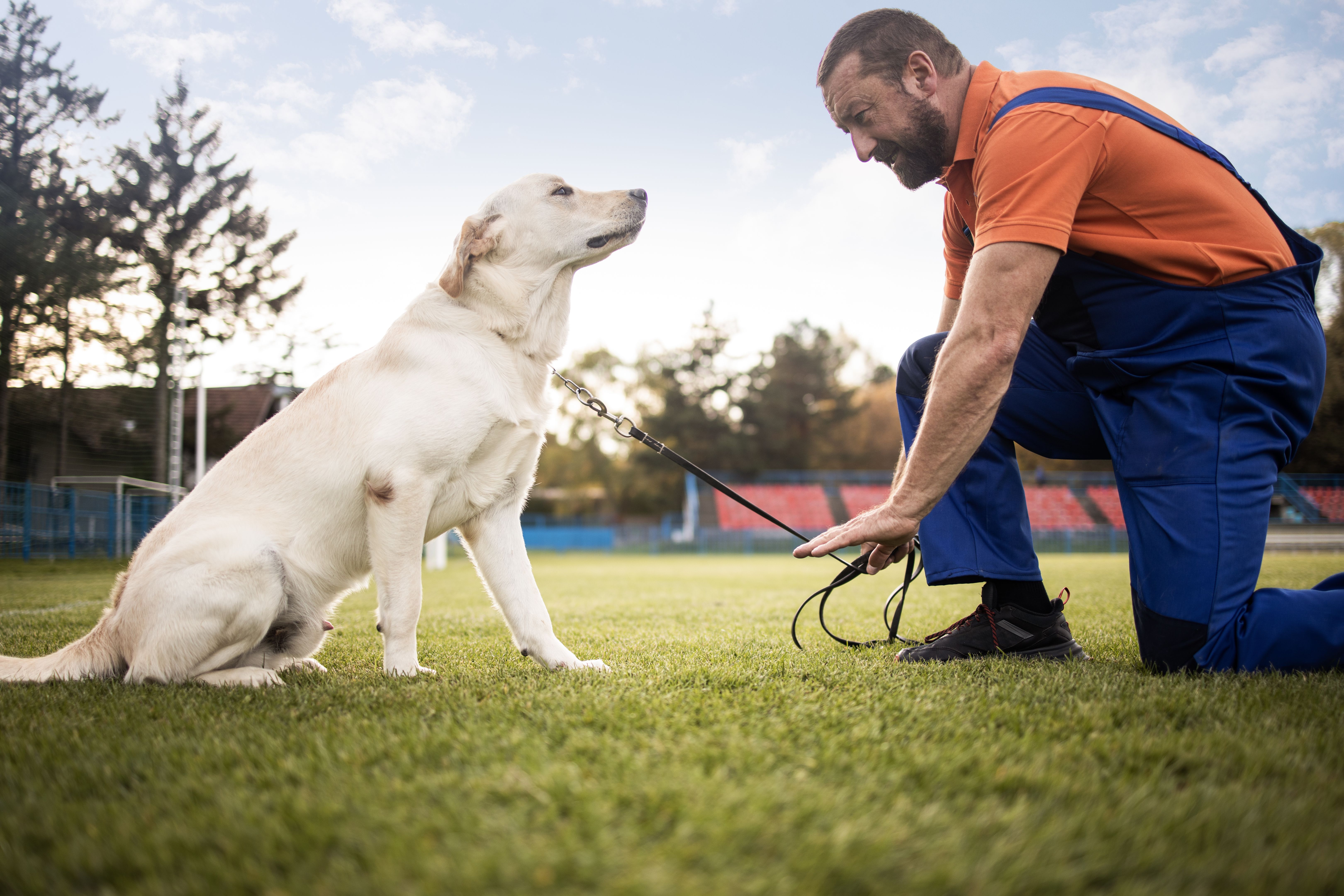 Time to study.man training his dog.