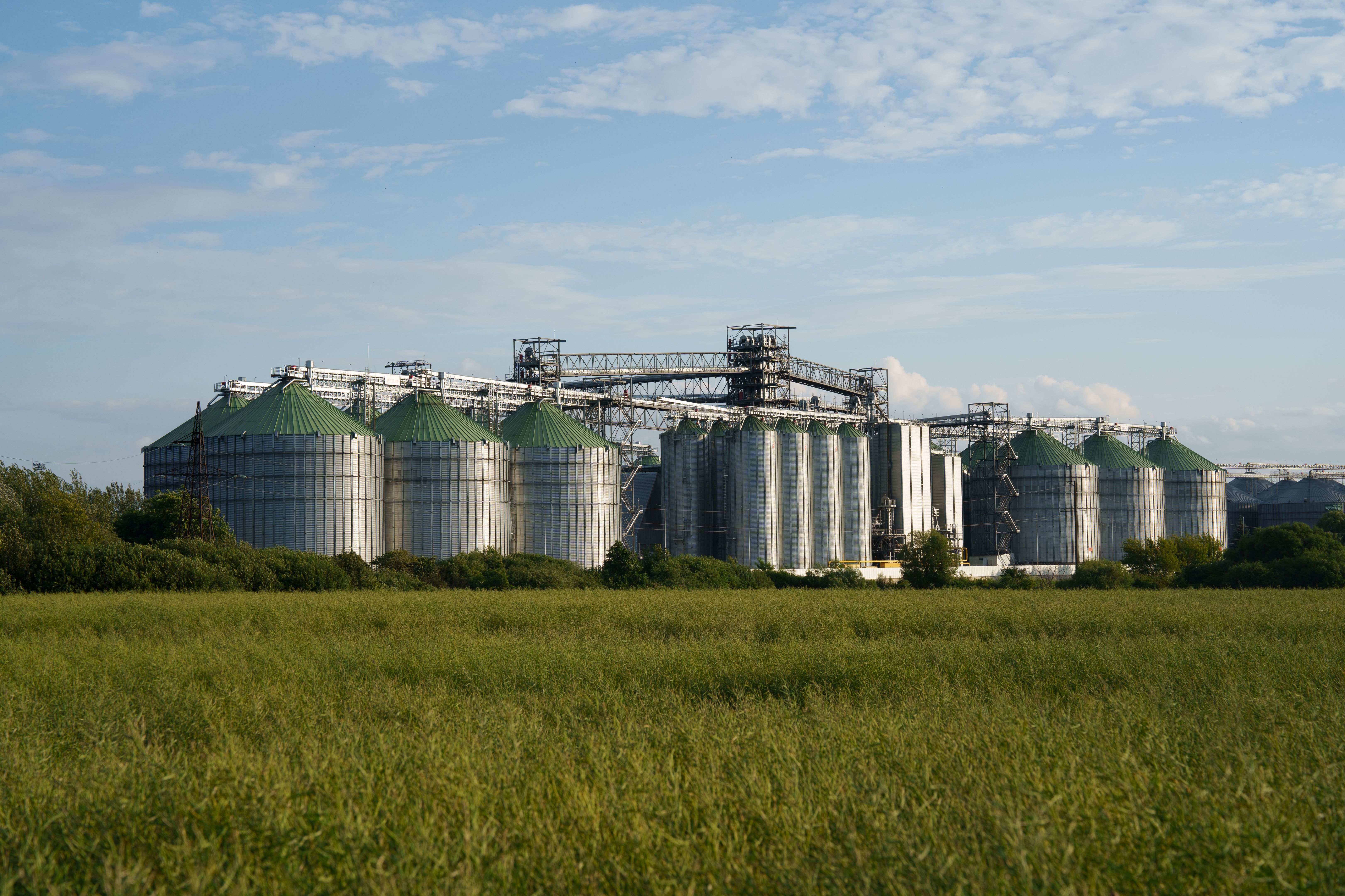 Насіння в складі