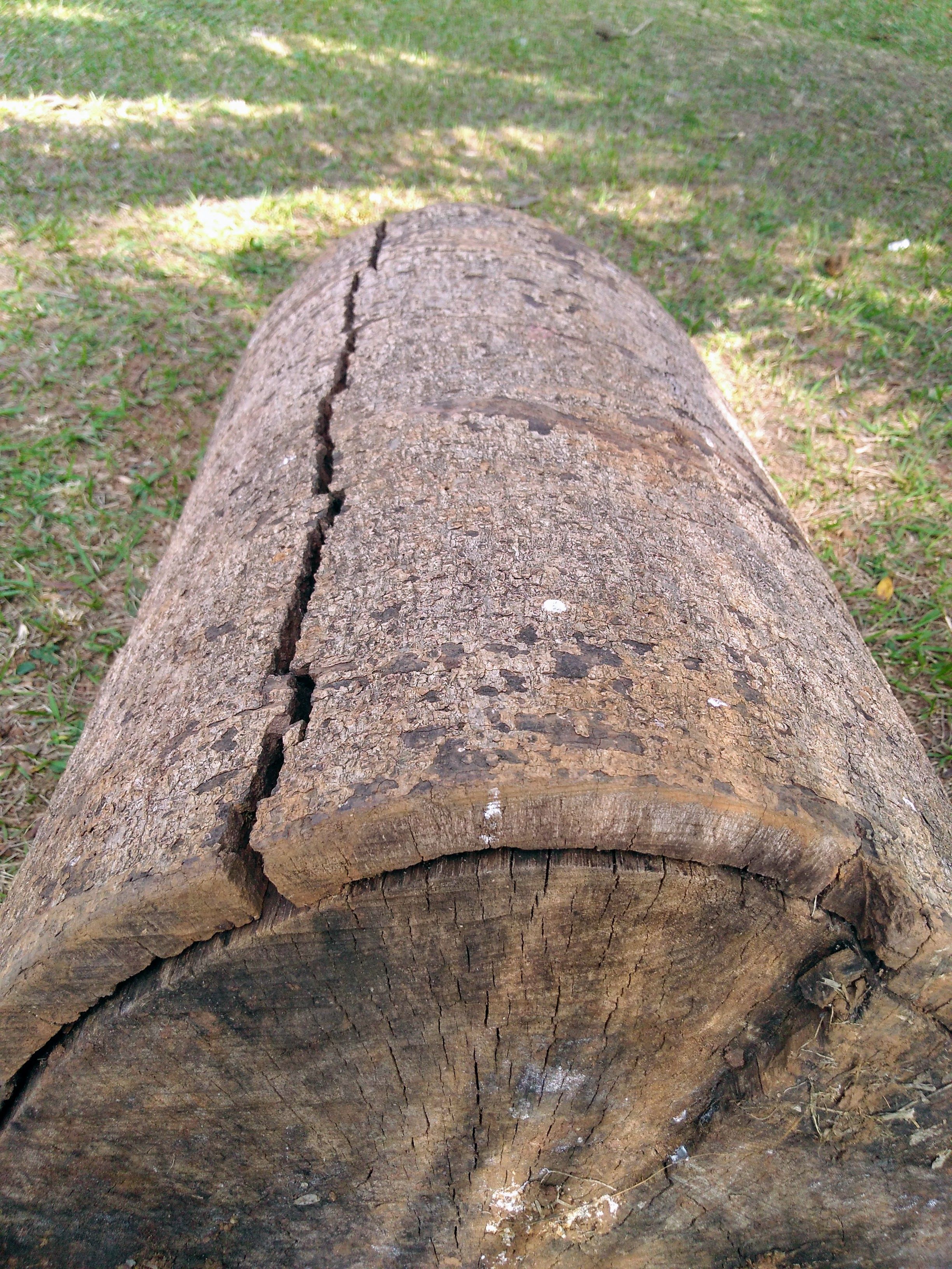 terapia células-tronco