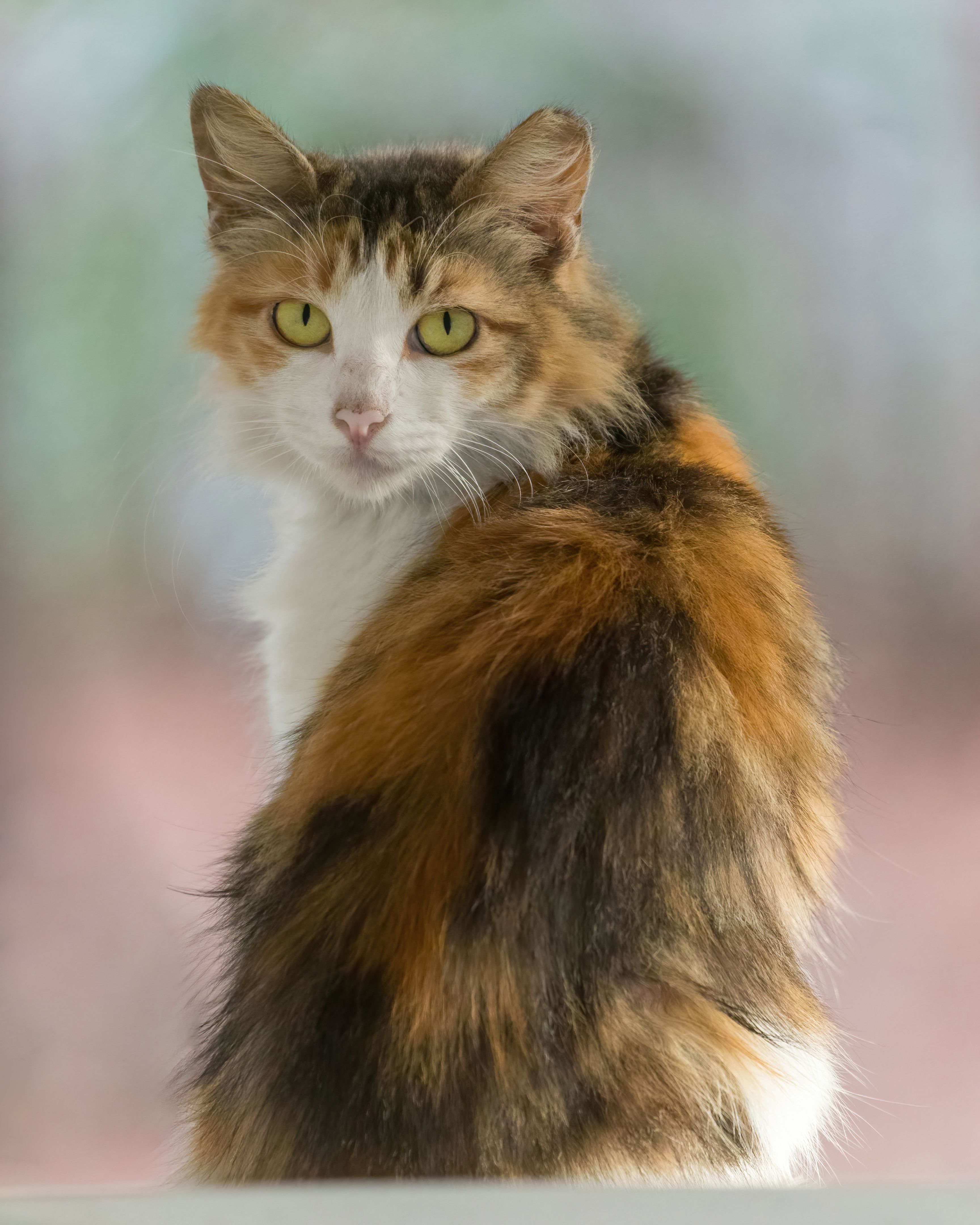 colorful pet portrait