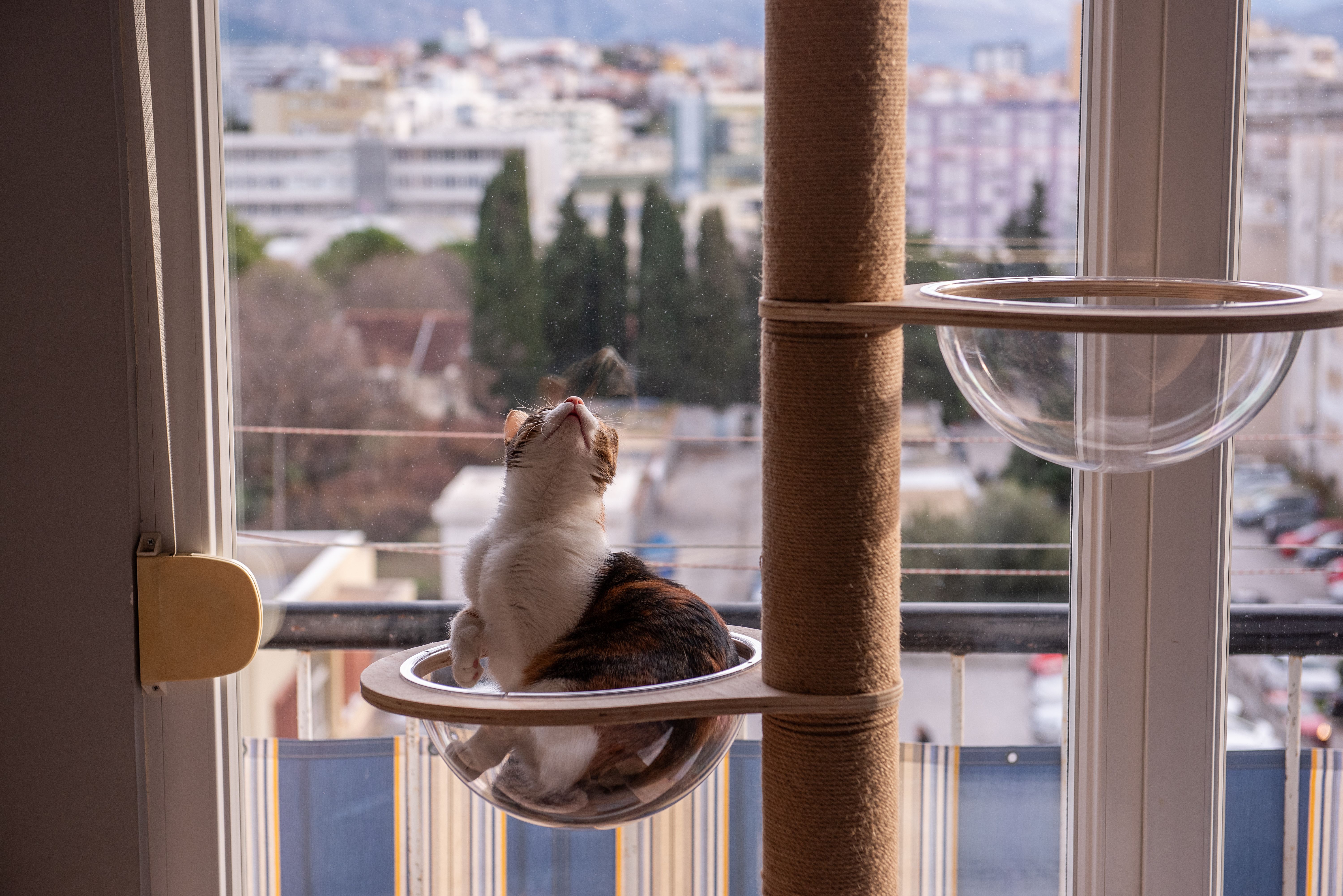 Cat in a transparent bubble bed by a window on cat tree