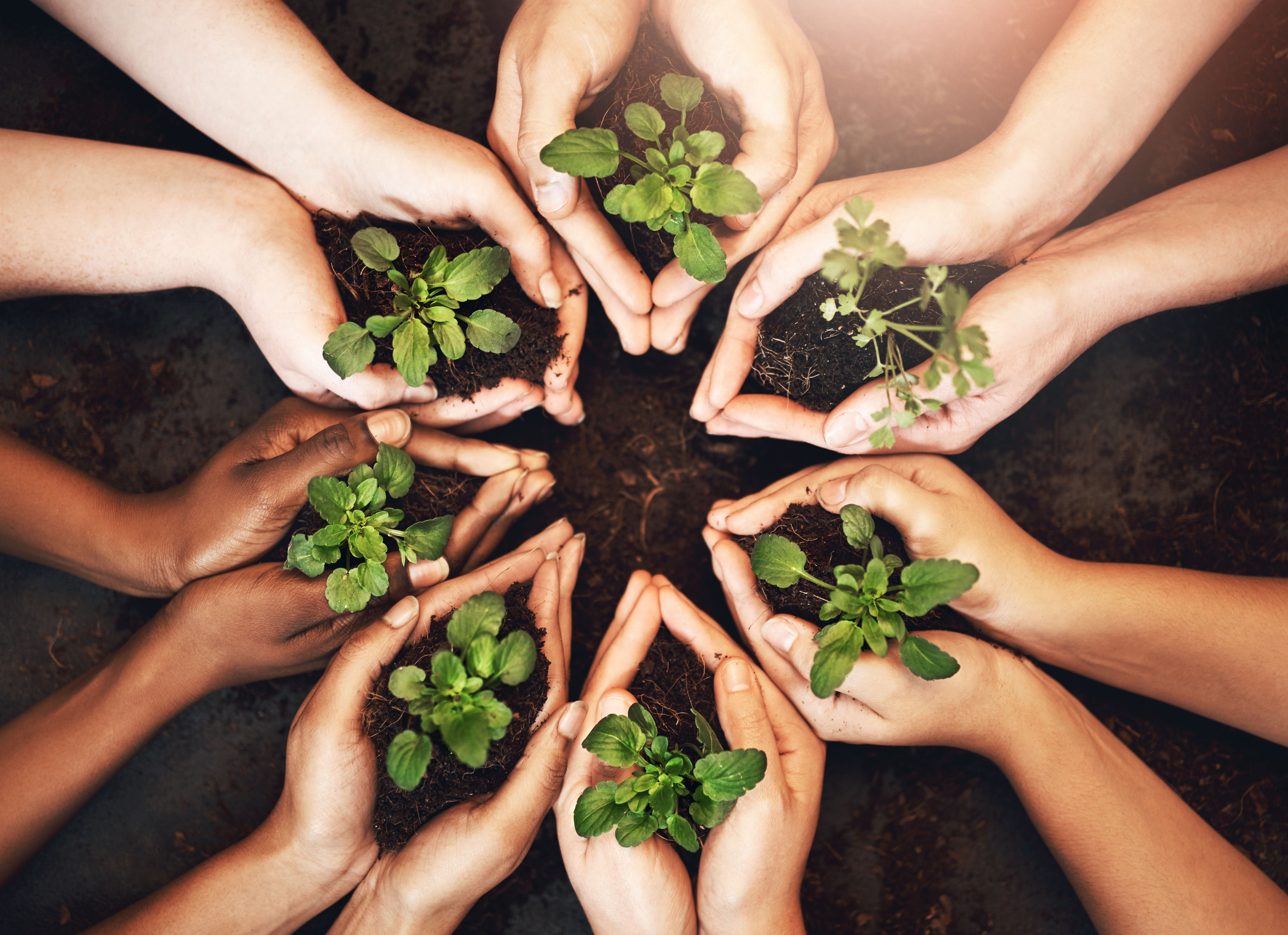 People, hands and growth of plants, nature and earth day for leaves, sustainability and support in garden. Group, farmer and soil for agriculture, community and help for carbon footprint with ecology