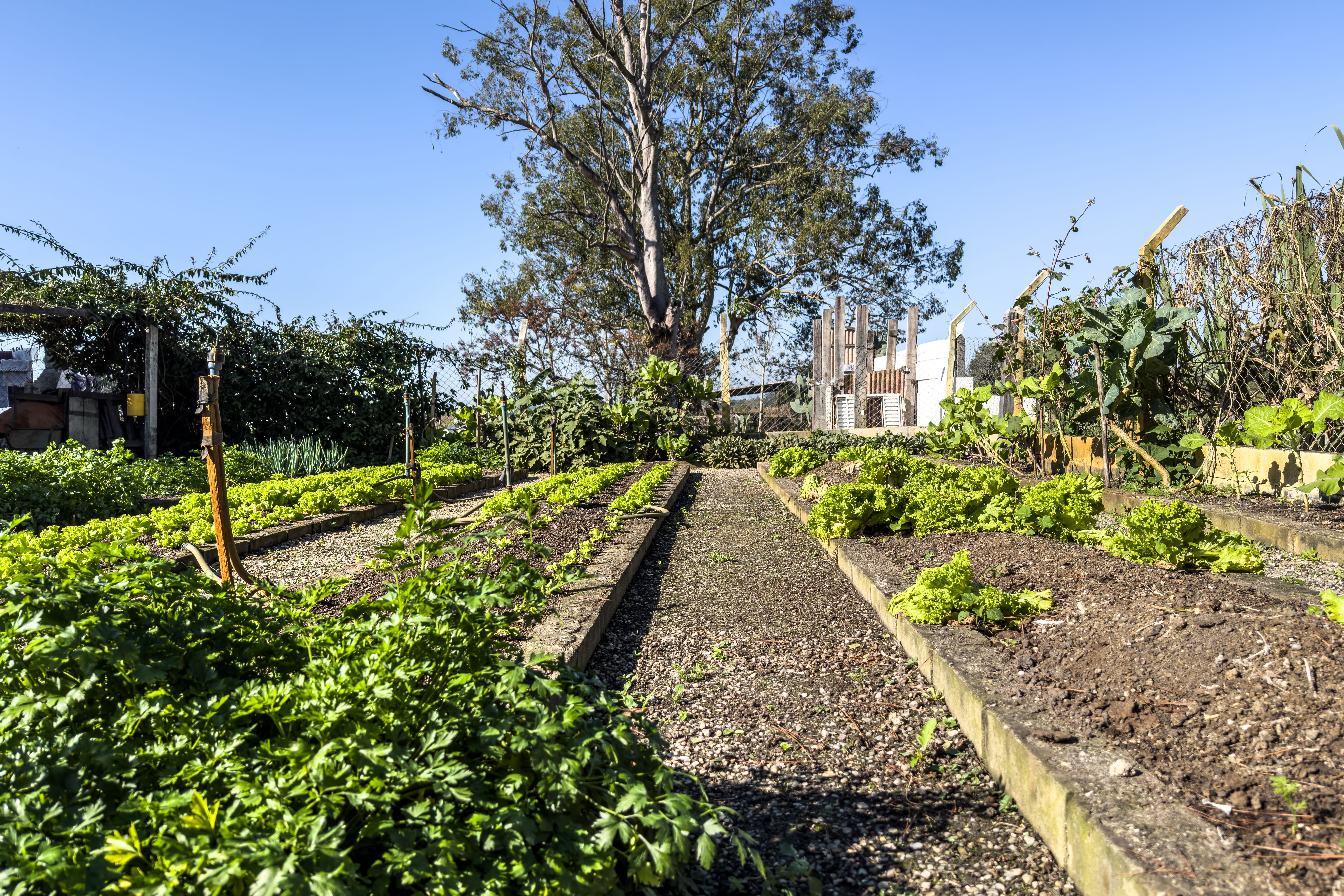 plantation neighborhood