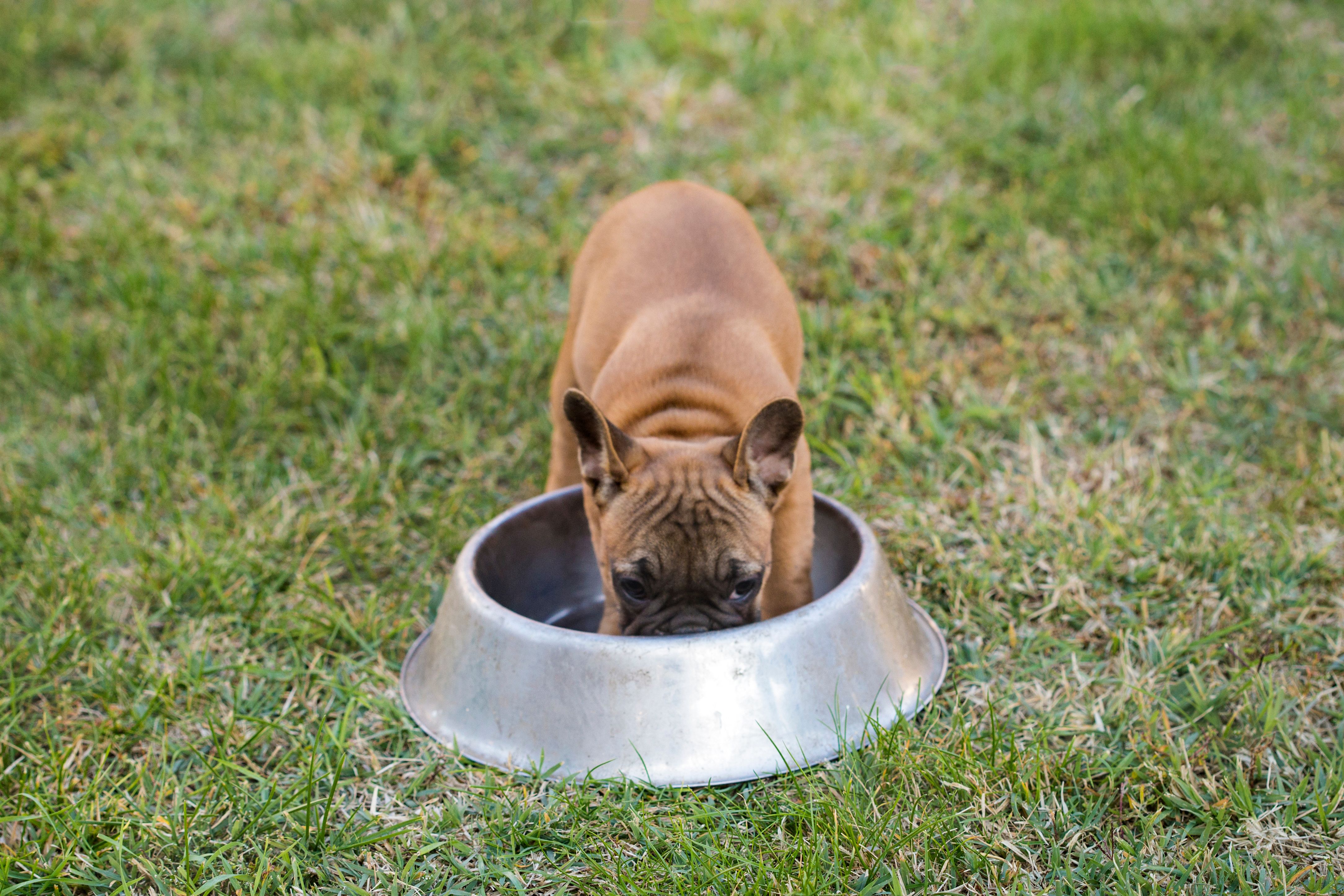 Hungry Bulldog Hungry Bulldog