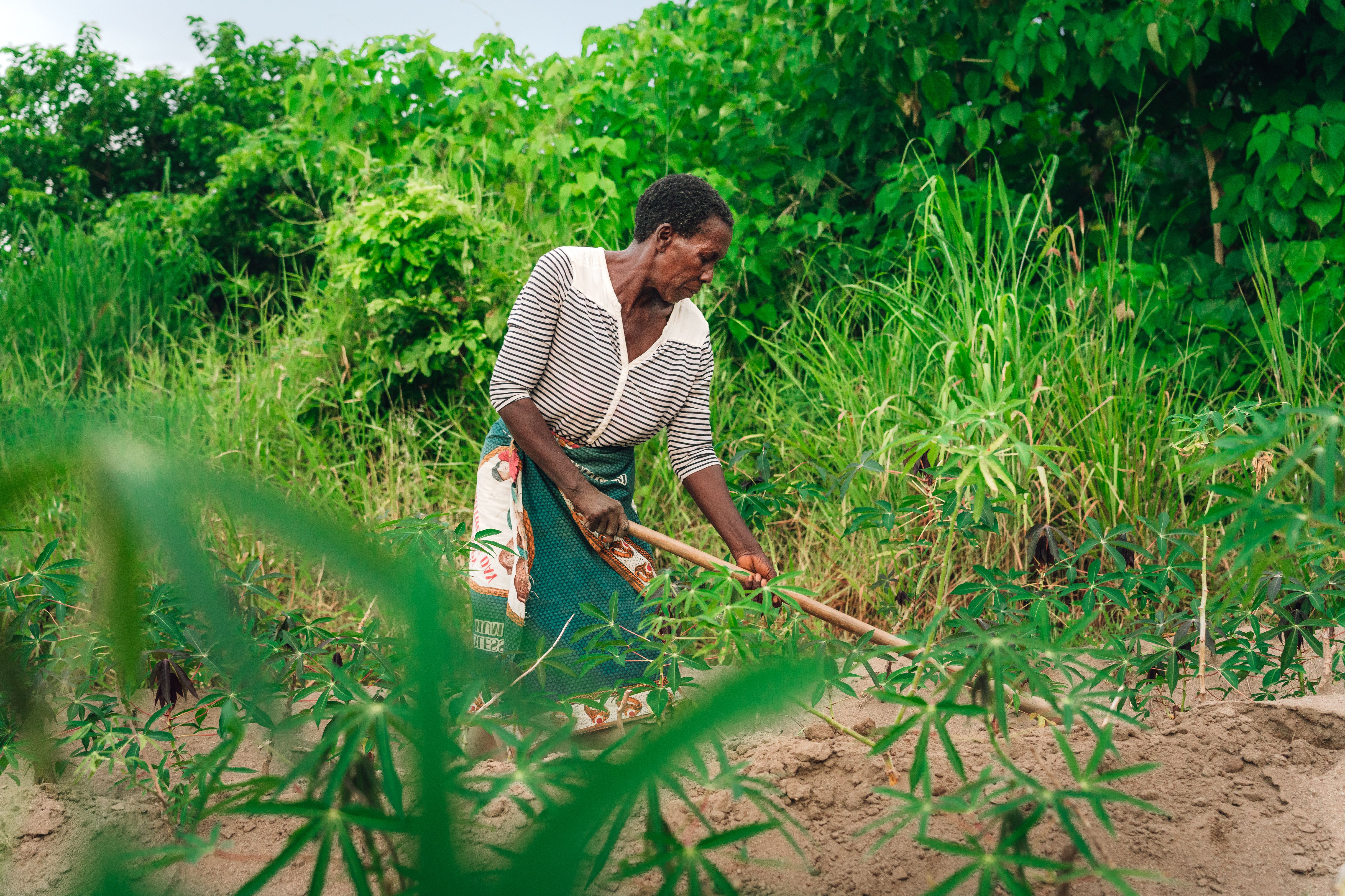 malawi farmers