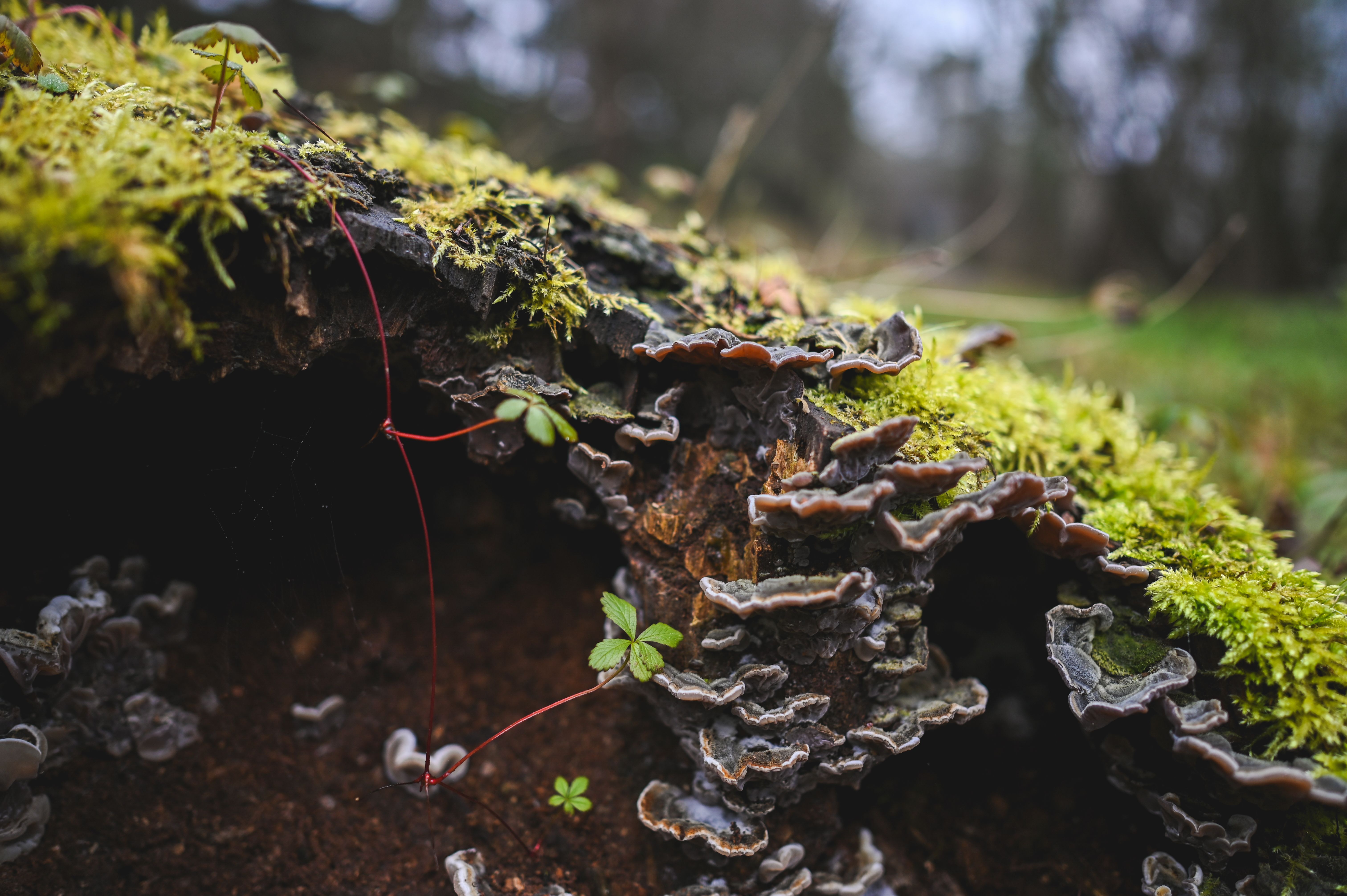 mushroom preservation