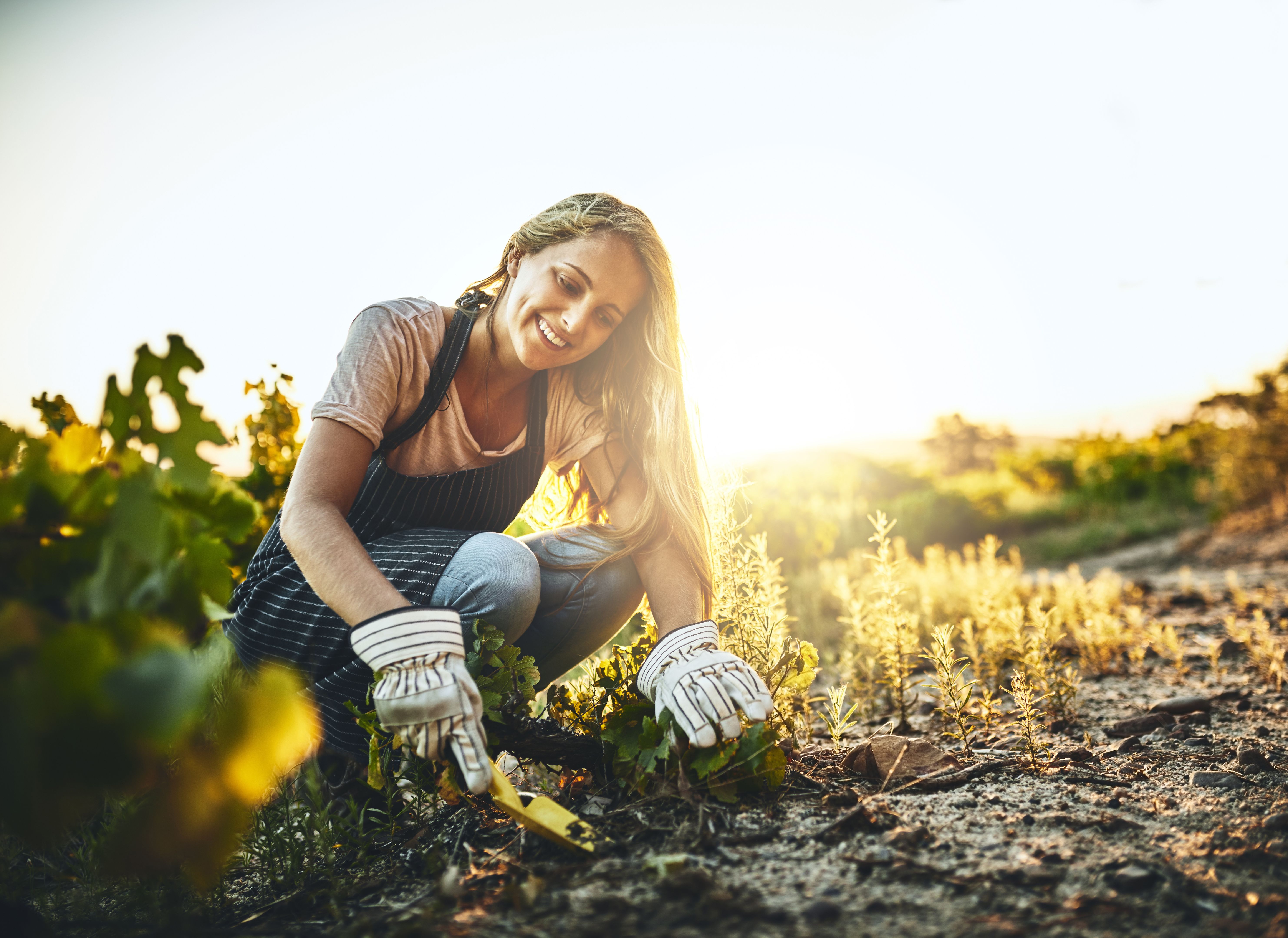 harvesting herbs