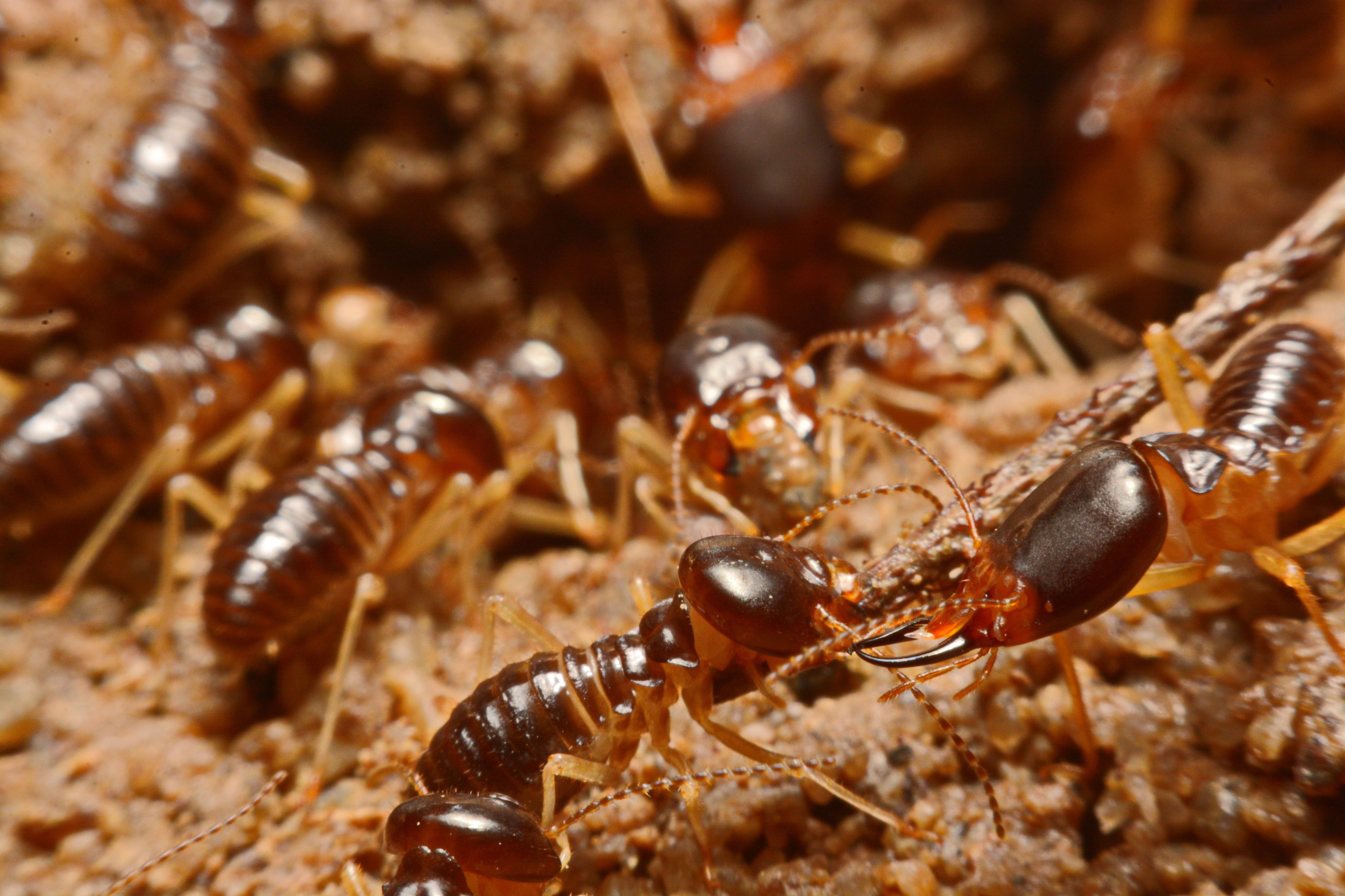 Termites work on the ground. Termites work on the ground.