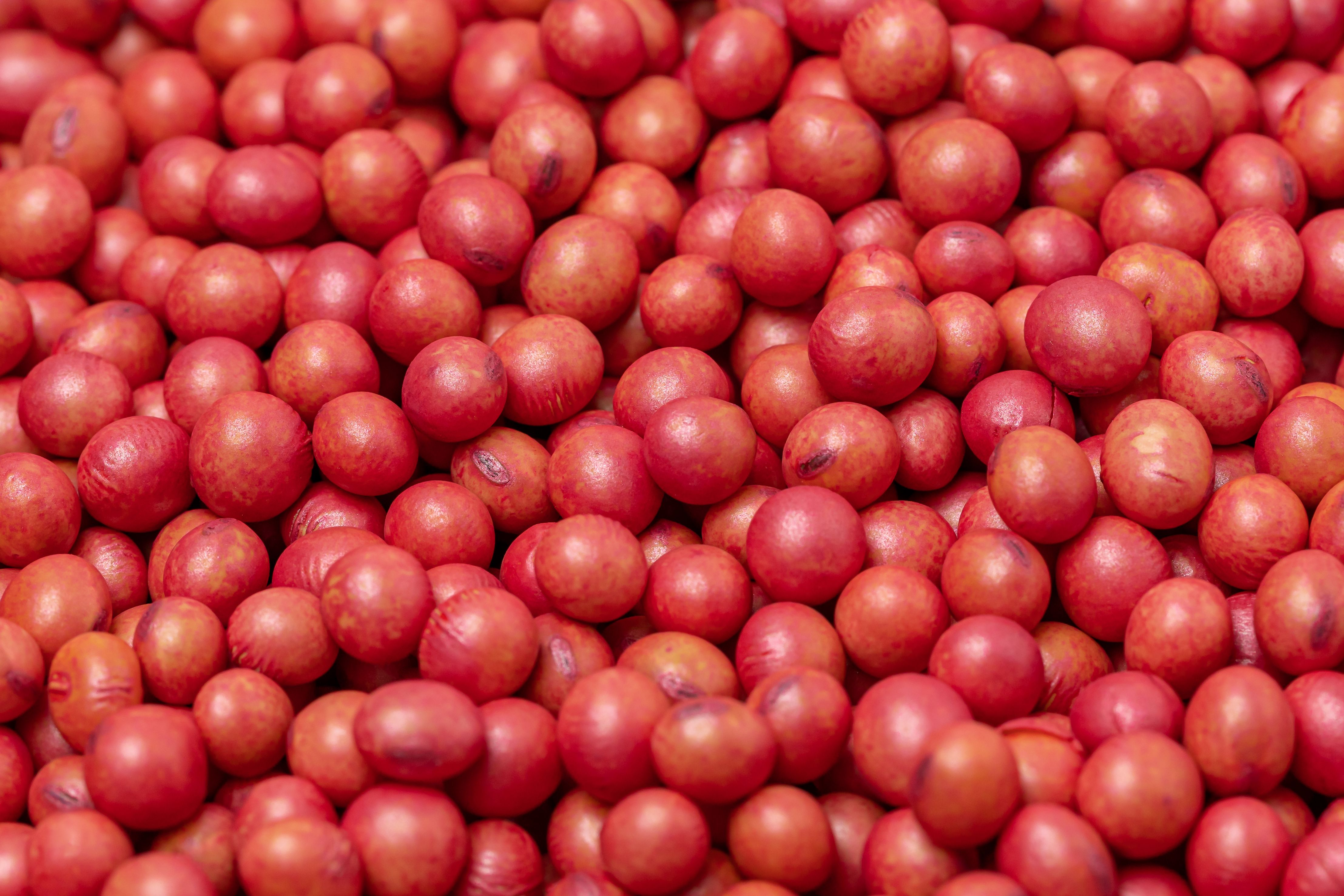 насіння протруєне