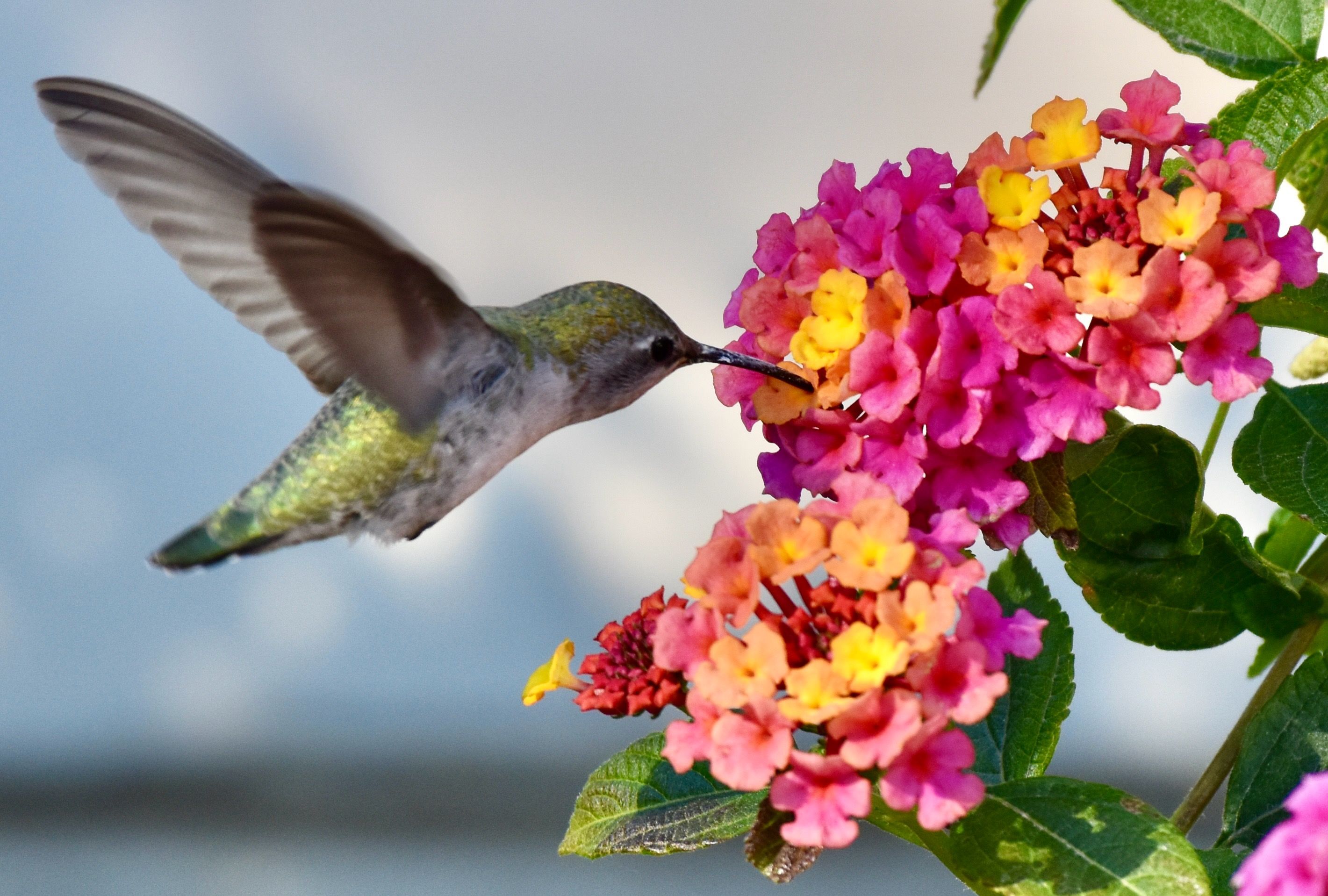 lantana flowers