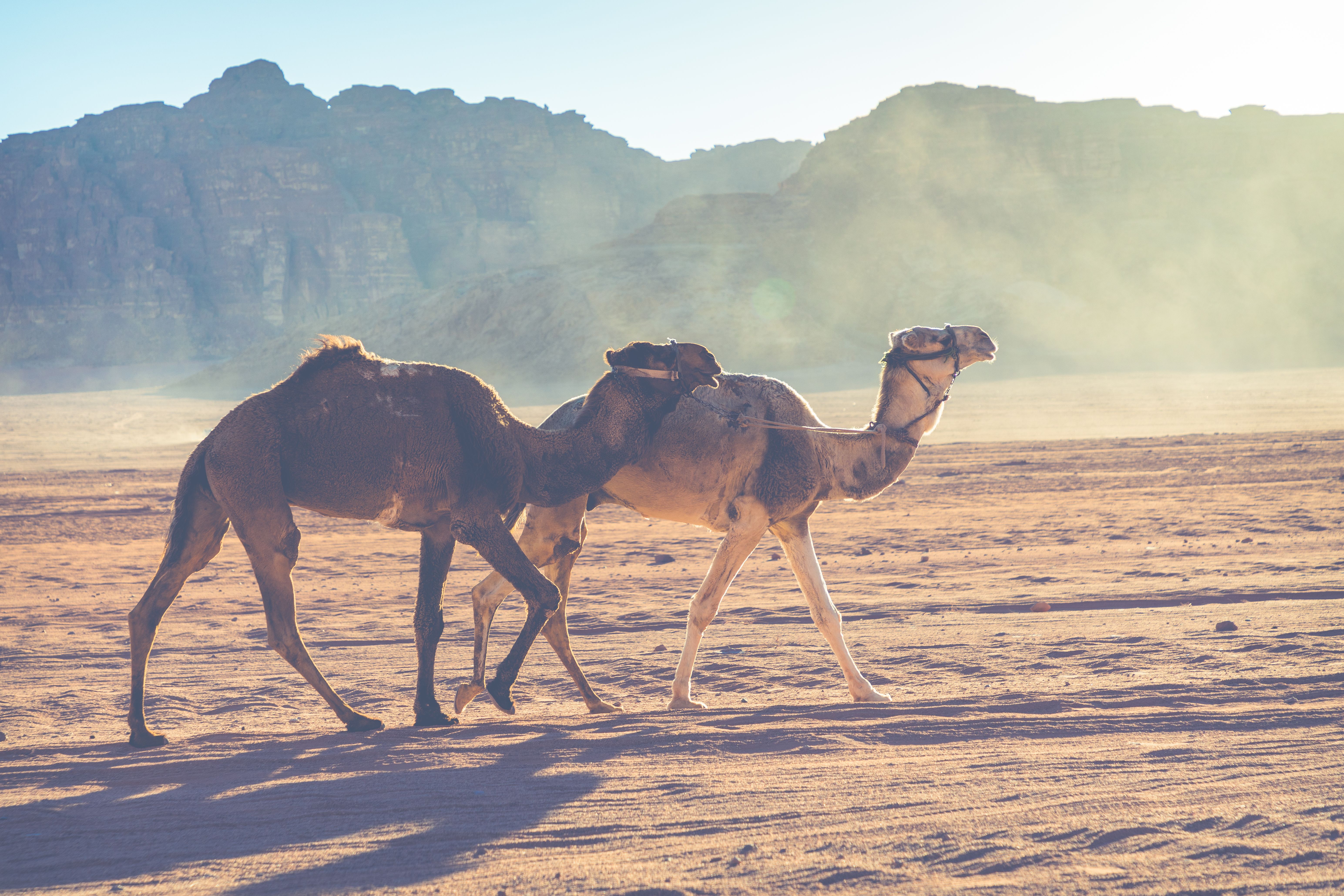 Camel caravan traveling in Desert Dubai