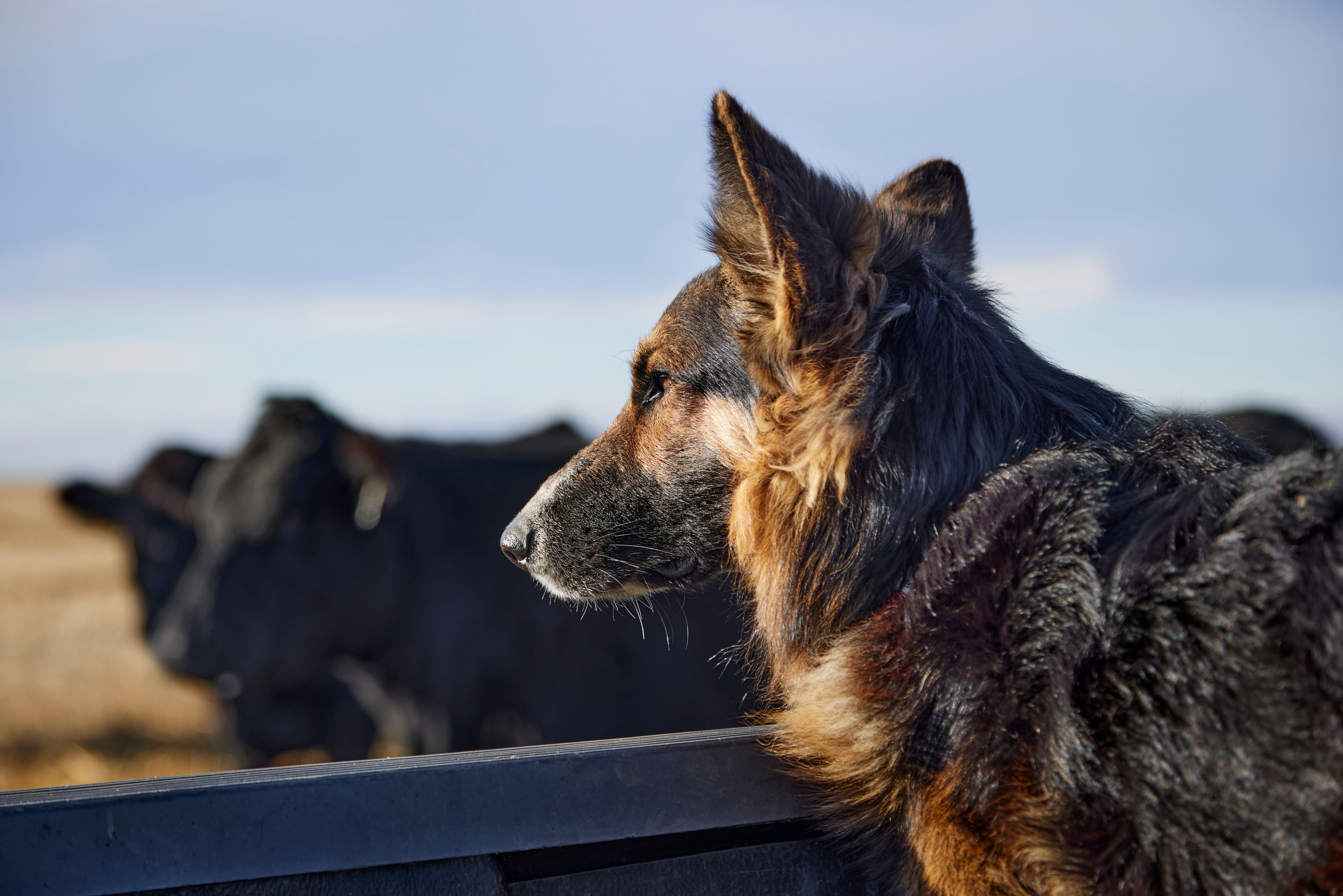 cattle training