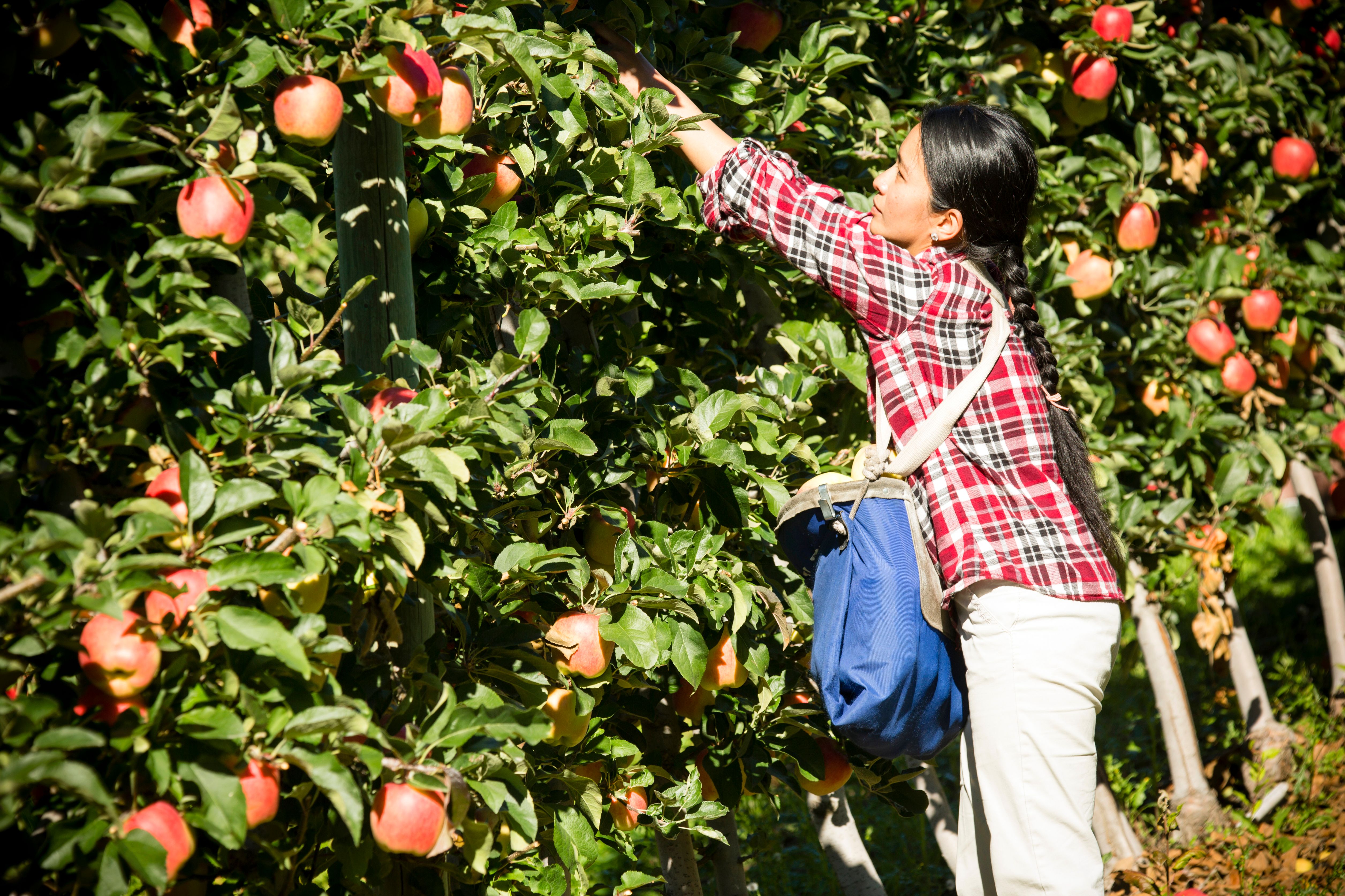harvest fruit