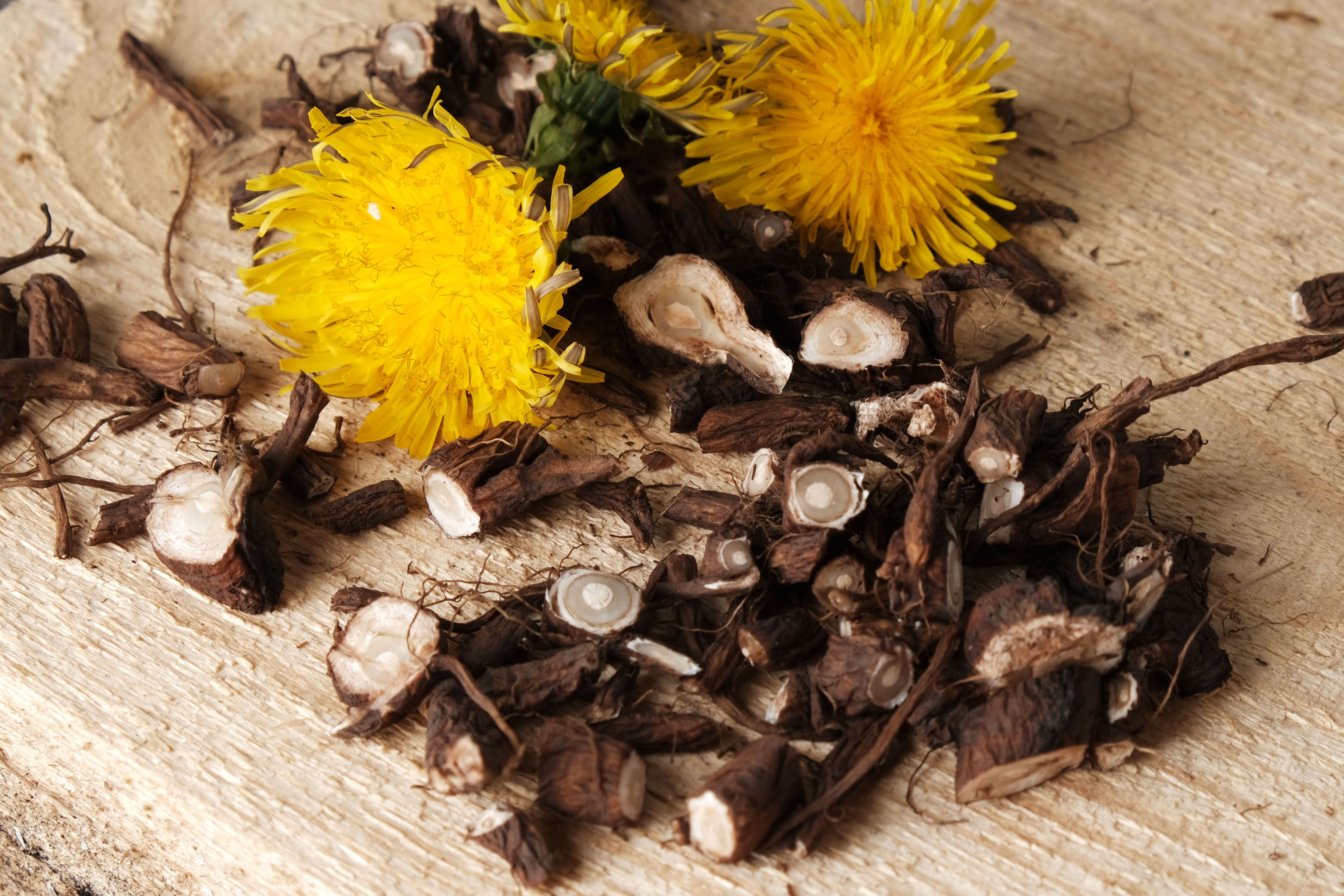 Shredded roots and flowers of dandelion on  vintage wooden background with copy space, the process of procuring medicinal herbs, phytomedicine, traditional medicine, natural cosmetics, herbalism concept