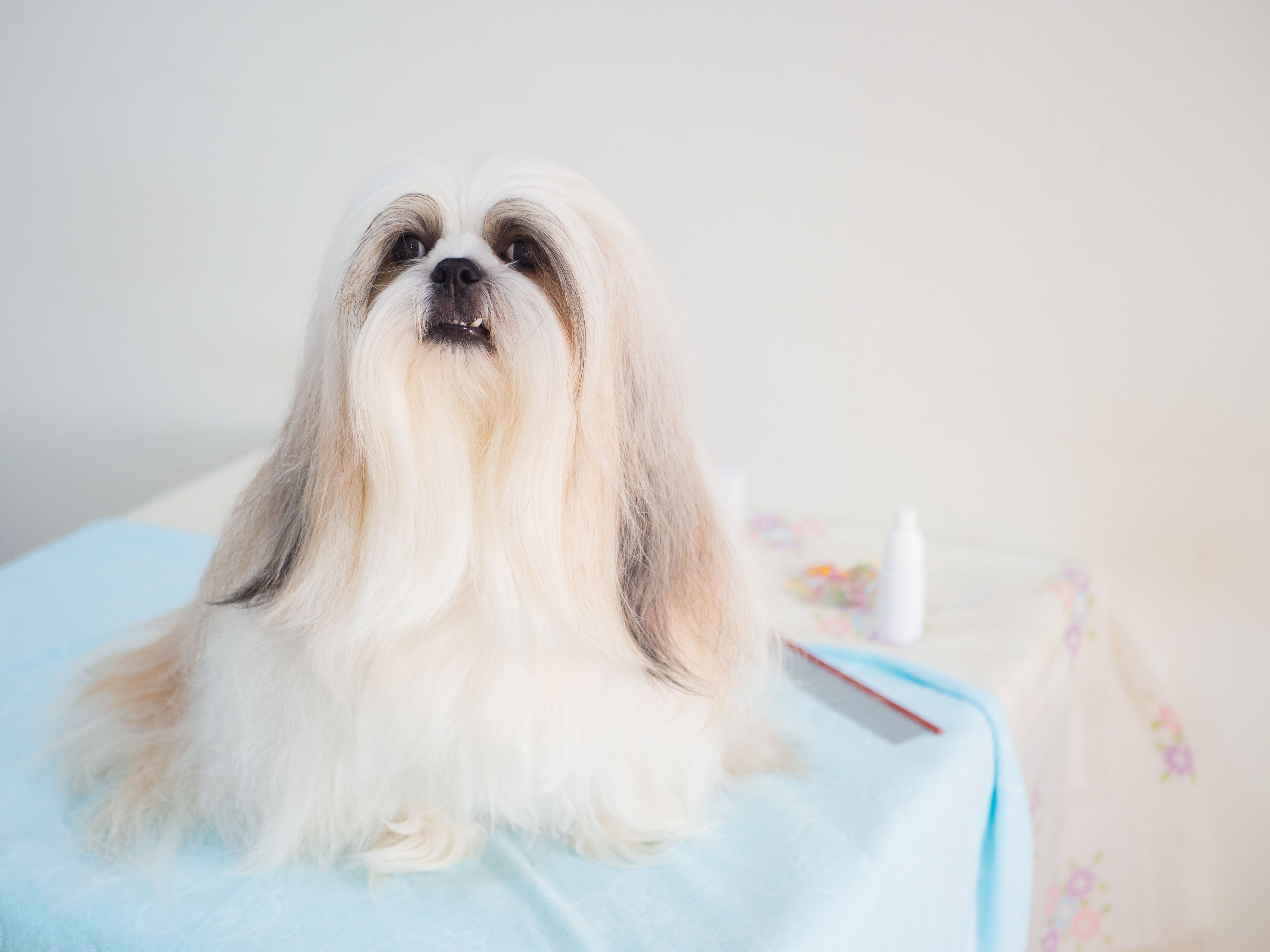 long-haired dog grooming