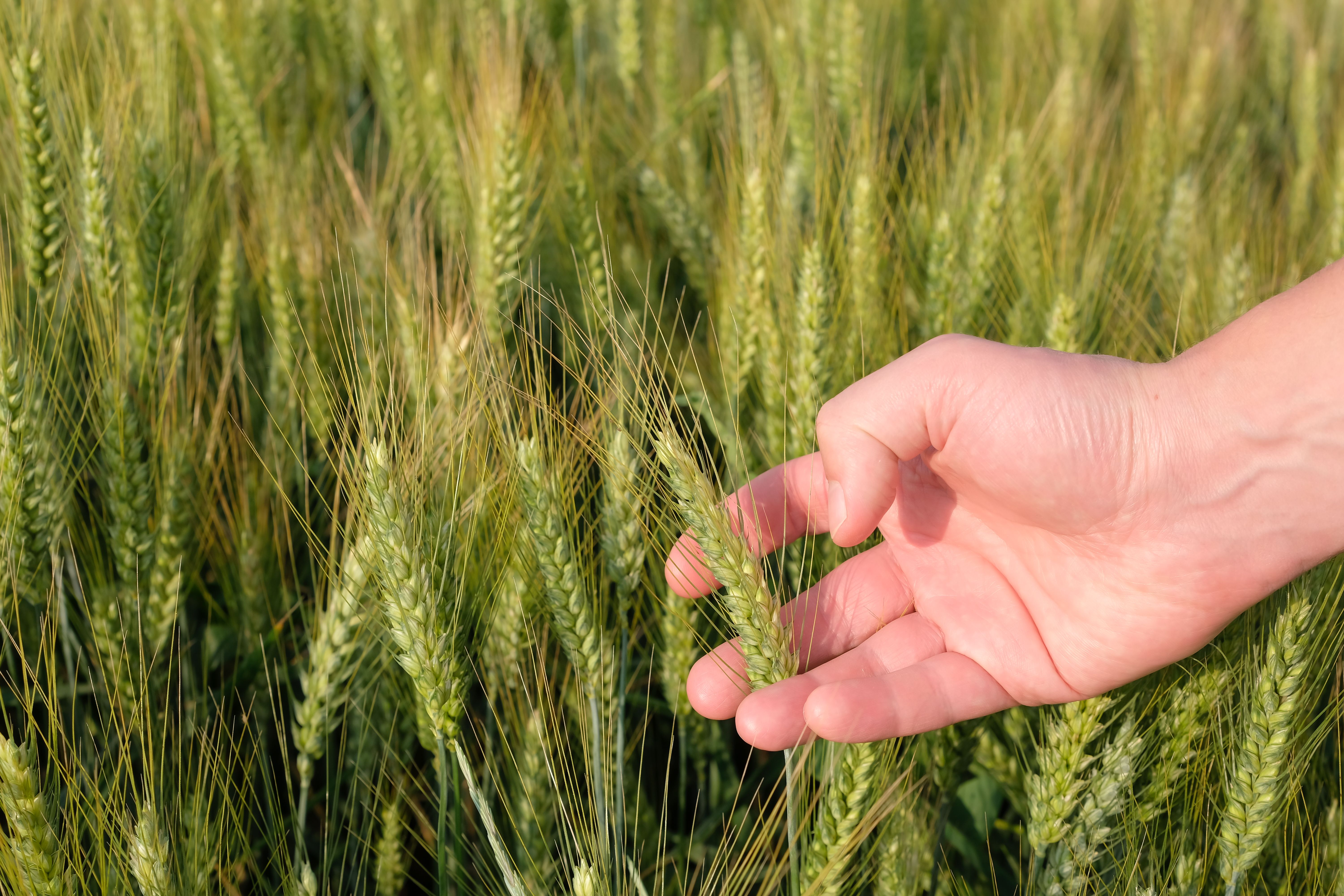 sustainable food production