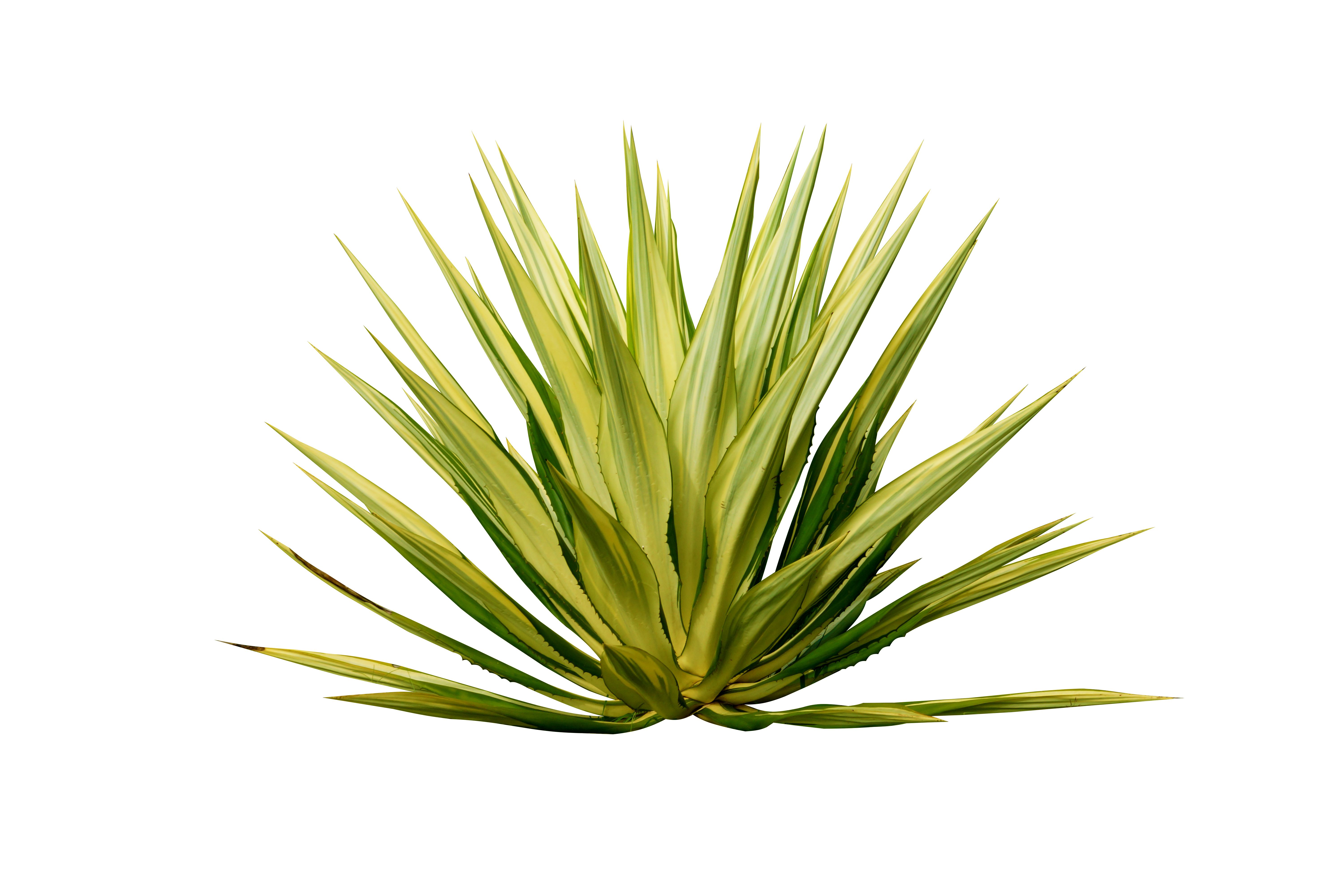 yucca plant